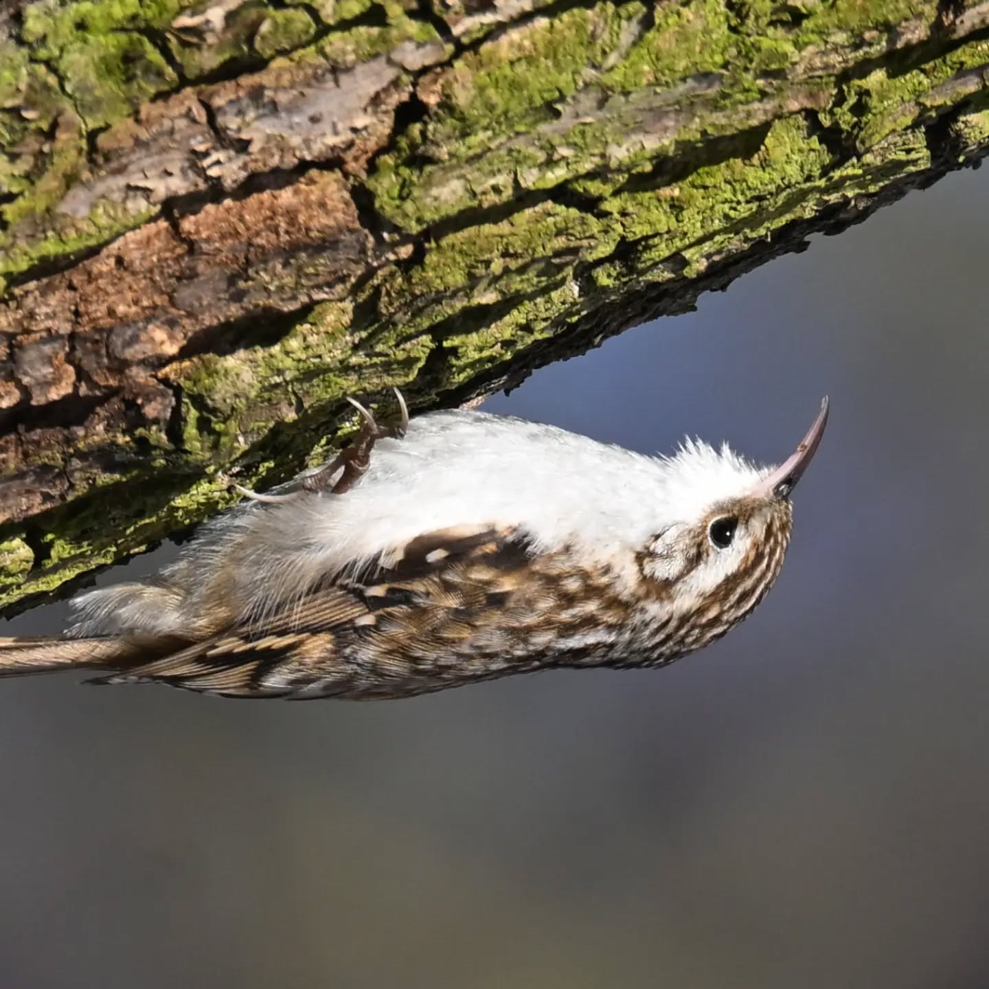 Pełzacza nie obowiązuje grawitacja | Gravity does not apply to the treecreeper

#pełzaczogrodowy #ptaki #certhiabrachydactyla #treecreeper #birds