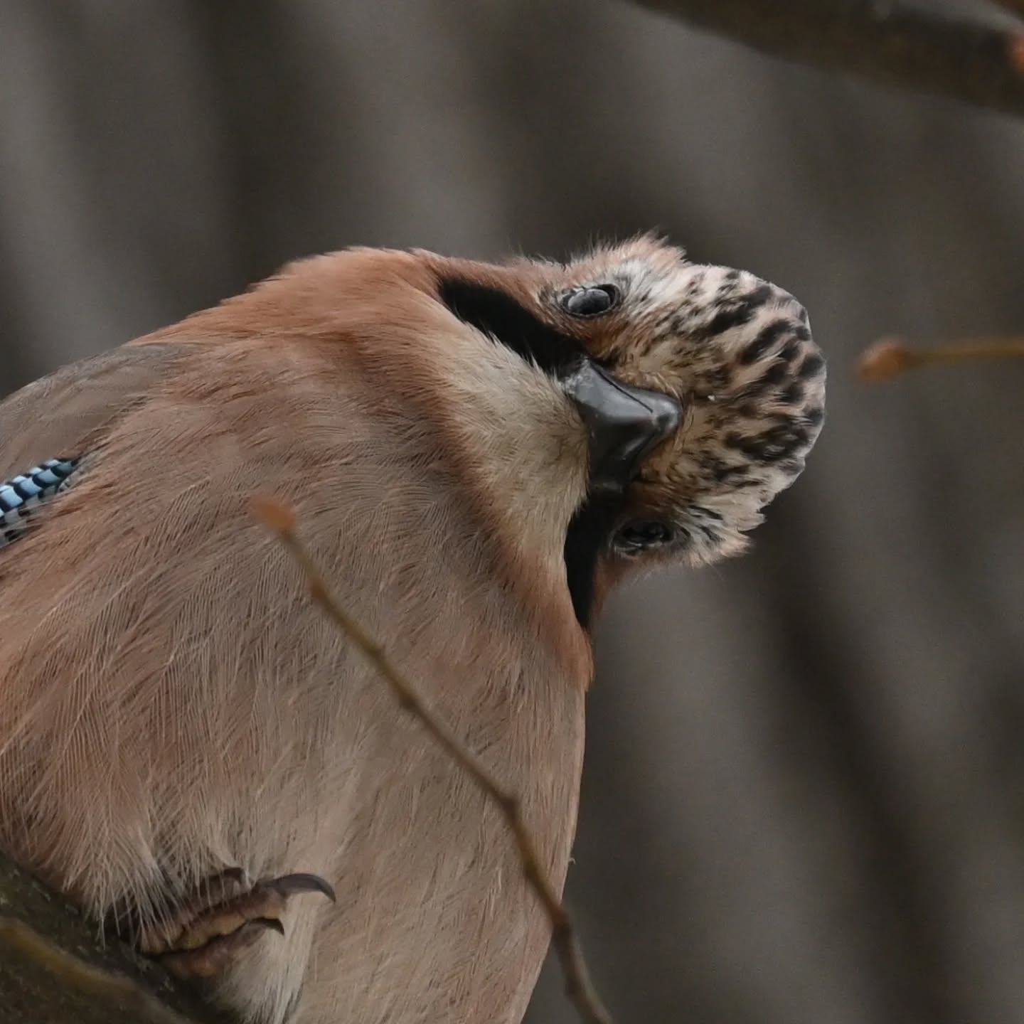 Jedno z nas próbowało nawiązać znajomość ze sójką, w tym czasie drugie miało możliwość ją na spokojnie sportretować 😁 | One of us was trying to befriend a jay, while the other had a chance to capture a portrait.

#sójka #ptaki #garrulusglandarius #eurasianjay #birds