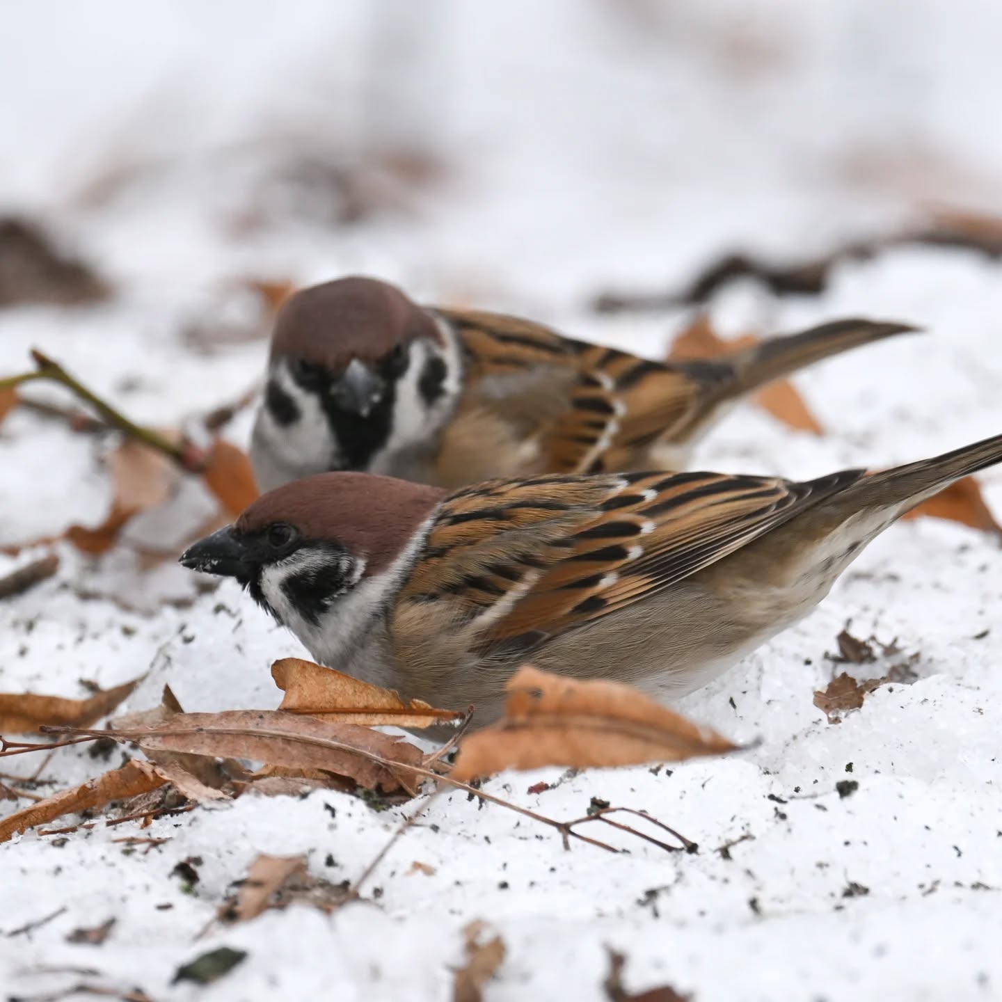 Mazurki z Parku Skaryszewskiego i ich mikroświat | Tree sparrows of Skaryszewski Park and their micro-world

#mazurek #ptakizimą #passermontanus #treesparrow #birdsinsnow