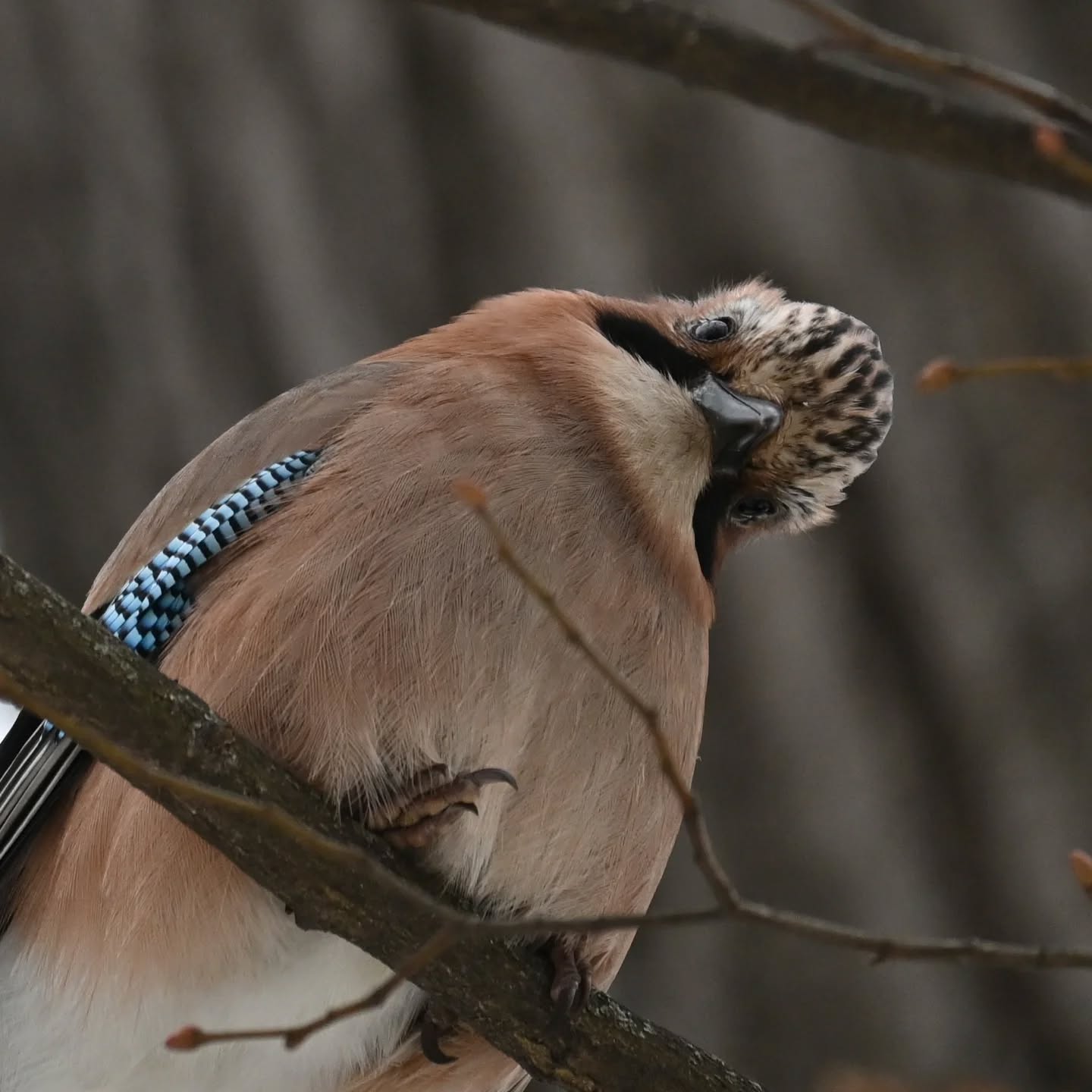 Jedno z nas próbowało nawiązać znajomość ze sójką, w tym czasie drugie miało możliwość ją na spokojnie sportretować 😁 | One of us was trying to befriend a jay, while the other had a chance to capture a portrait.

#sójka #ptaki #garrulusglandarius #eurasianjay #birds