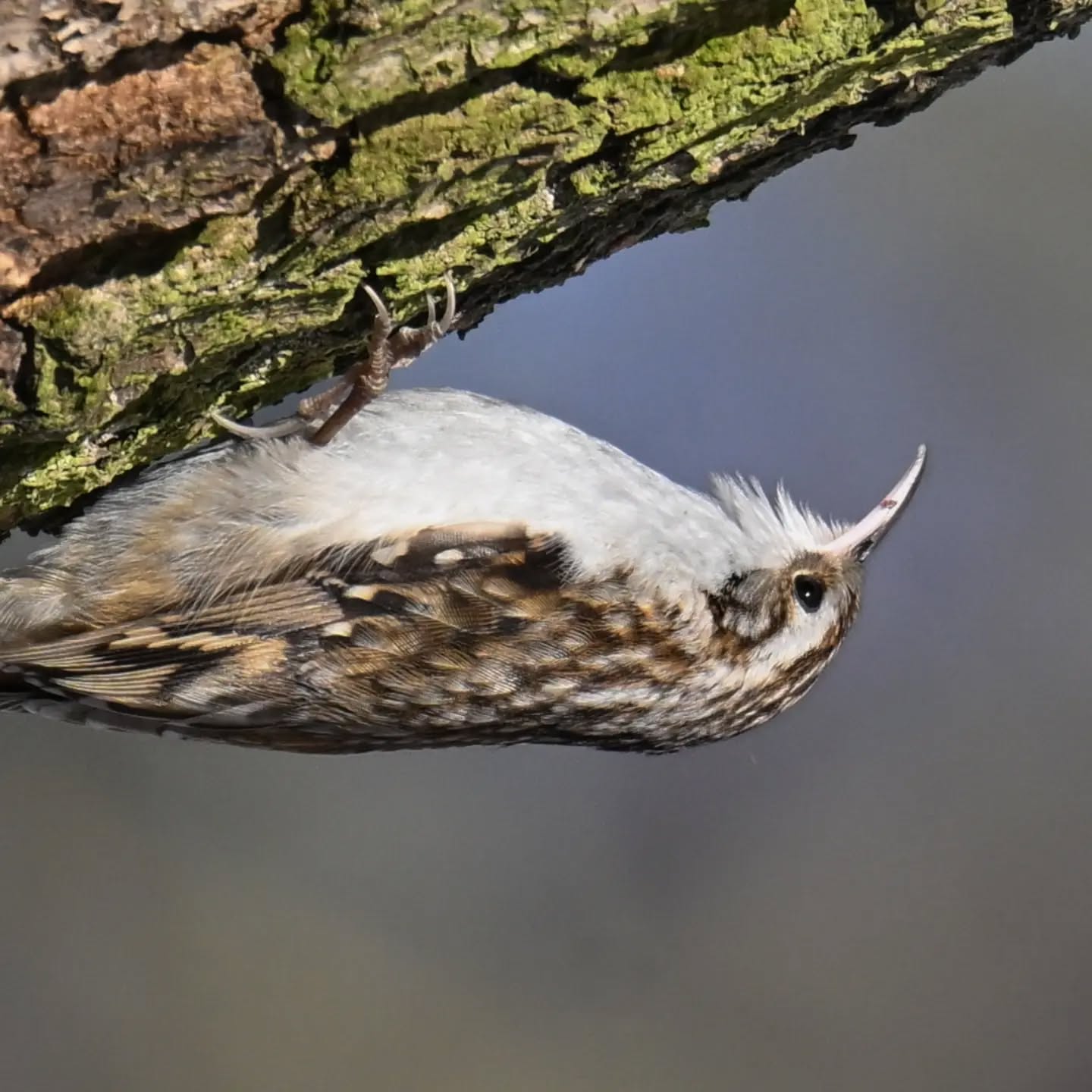 Pełzacza nie obowiązuje grawitacja | Gravity does not apply to the treecreeper

#pełzaczogrodowy #ptaki #certhiabrachydactyla #treecreeper #birds