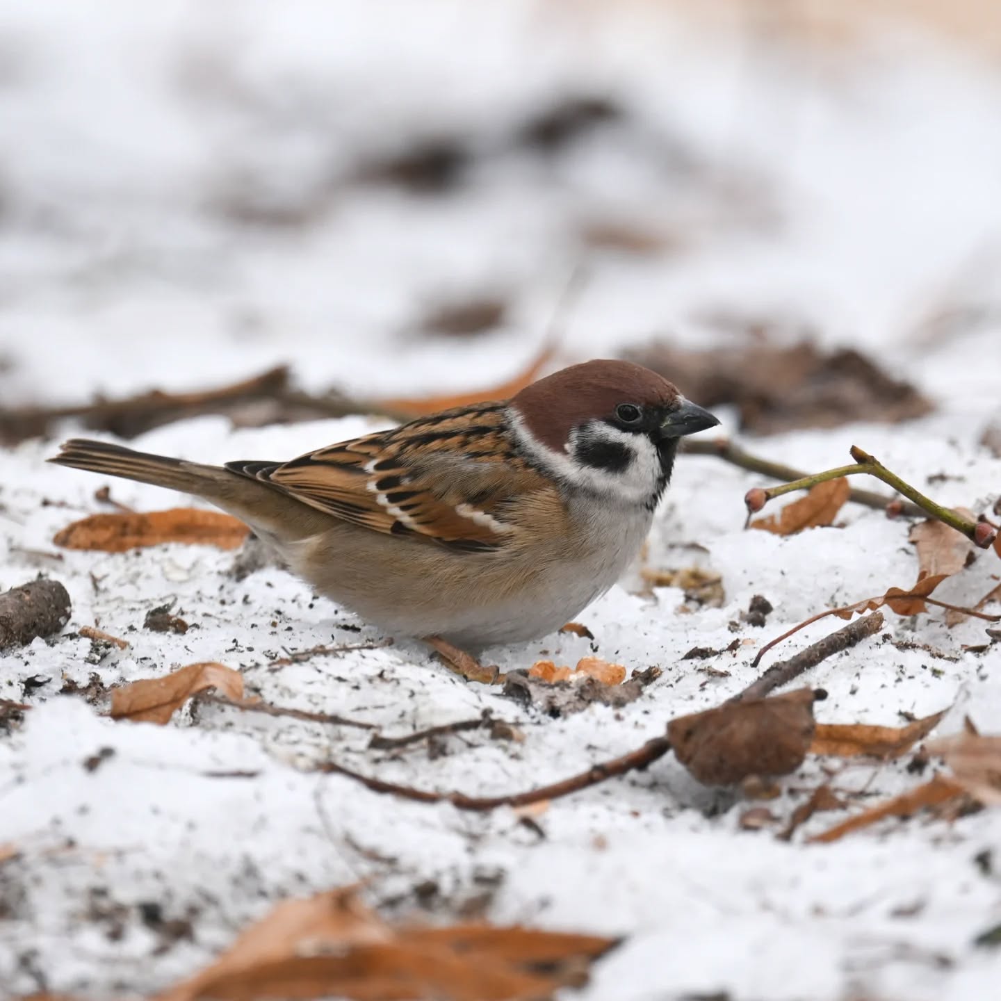 Mazurki z Parku Skaryszewskiego i ich mikroświat | Tree sparrows of Skaryszewski Park and their micro-world

#mazurek #ptakizimą #passermontanus #treesparrow #birdsinsnow