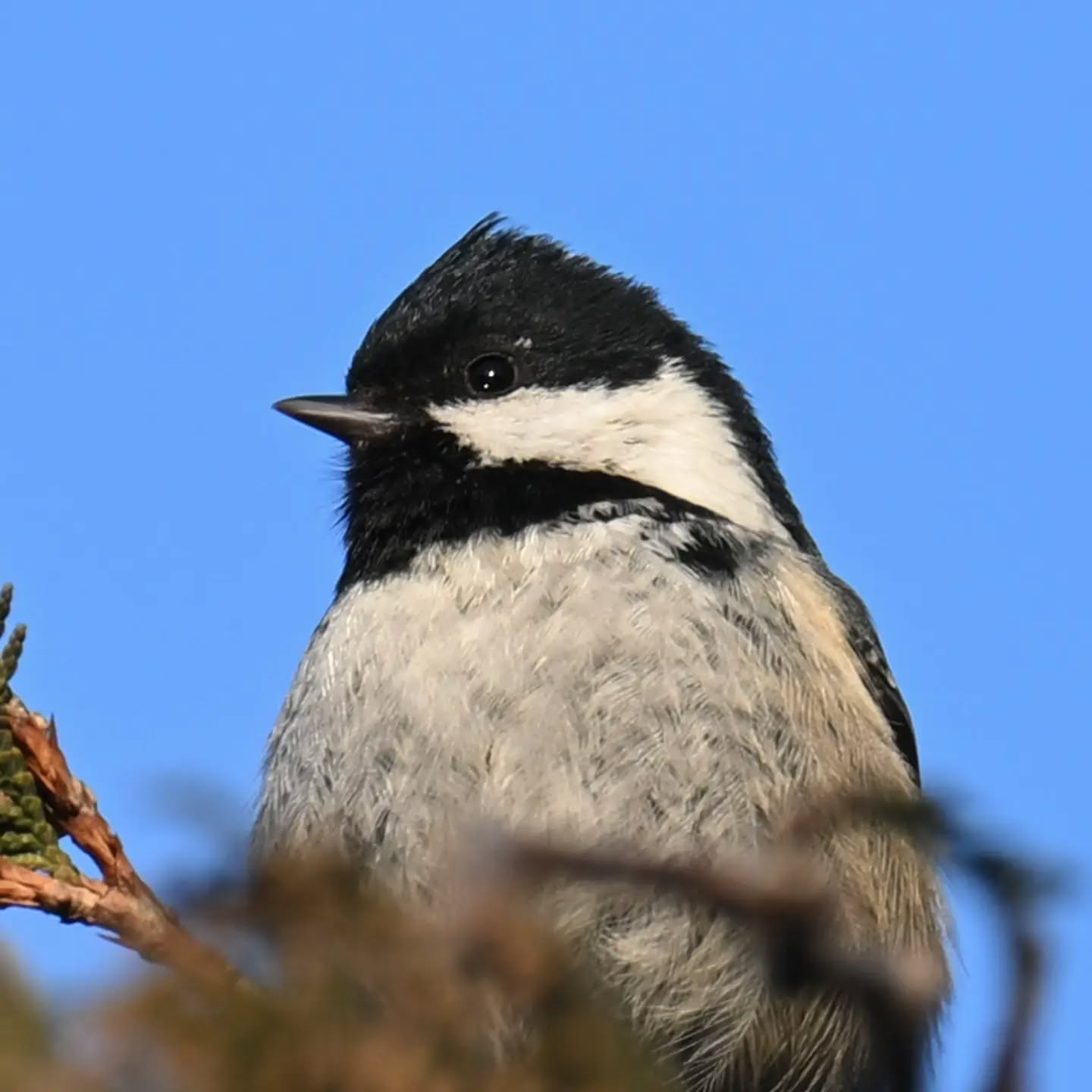 Sosnówka | Coal tit 

#sosnówka #sikorasosnówka #periparusaterater #coaltit #birds