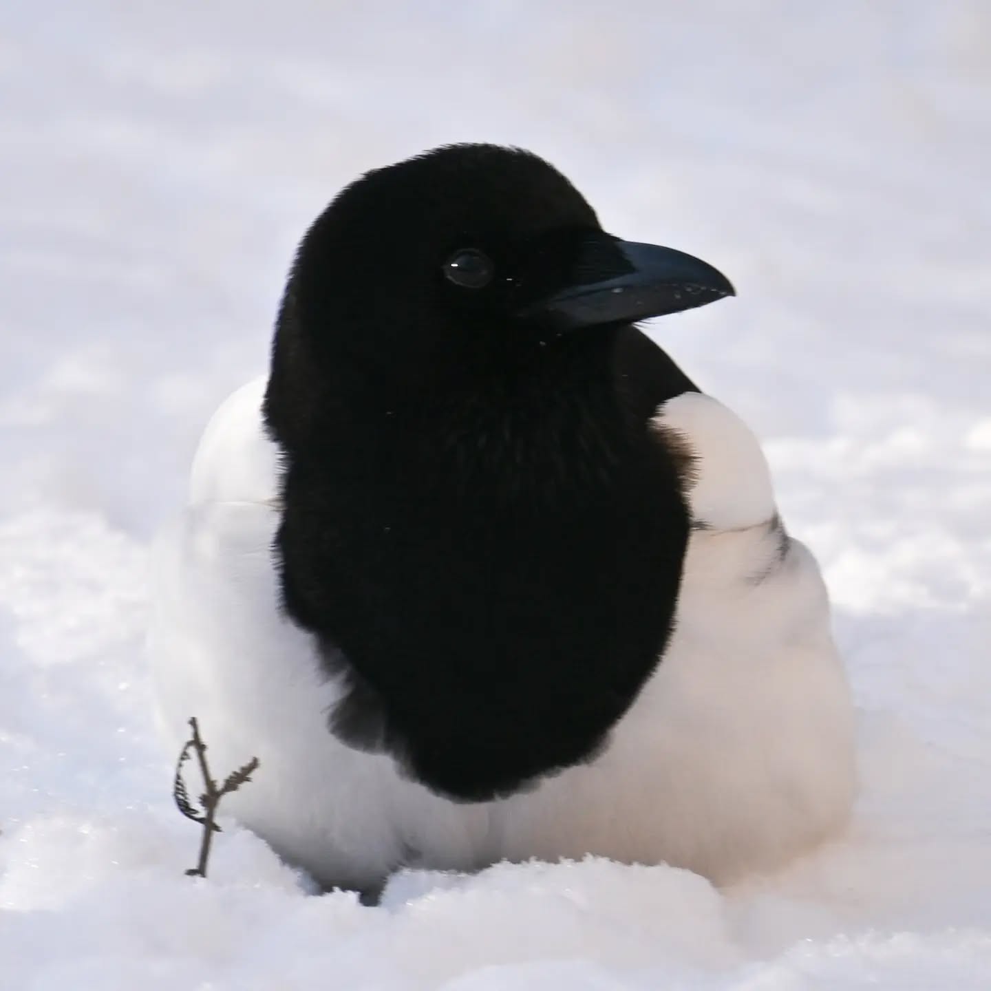 Sroka za zdobyczą w dziobie (prawdopodobnie kawałkiem tłuszczu z któregoś z walców tłuszczowych w okolicy) | Magpie with a catch – likely a bit of suet from a local fat ball

#sroka #ptakizimą #picapica #magpie #birdsinsnow