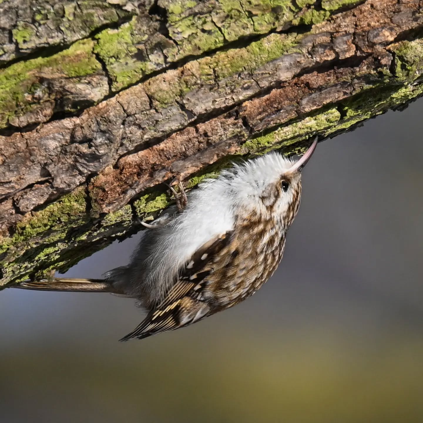 Pełzacz ze Skaryszaka pt.2 - tutaj najwyraźniej wypatrzył coś ciekawego 😊 | The Skaryszak Park creeper, part 2 – apparently he’s spotted something interesting here 😊

#pełzaczogrodowy #ptaki #certhiabrachydactyla #shorttoedtreecreeper #birds