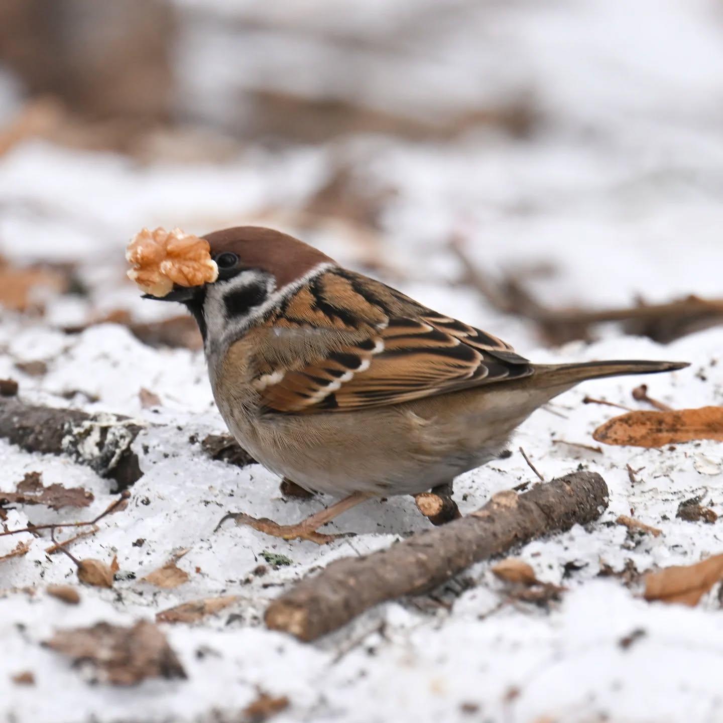 Mazurki z Parku Skaryszewskiego i ich mikroświat | Tree sparrows of Skaryszewski Park and their micro-world

#mazurek #ptakizimą #passermontanus #treesparrow #birdsinsnow