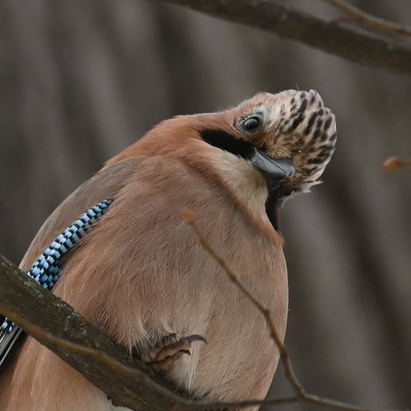 Jedno z nas próbowało nawiązać znajomość ze sójką, w tym czasie drugie miało możliwość ją na spokojnie sportretować 😁 | One of us was trying to befriend a jay, while the other had a chance to capture a portrait.

#sójka #ptaki #garrulusglandarius #eurasianjay #birds