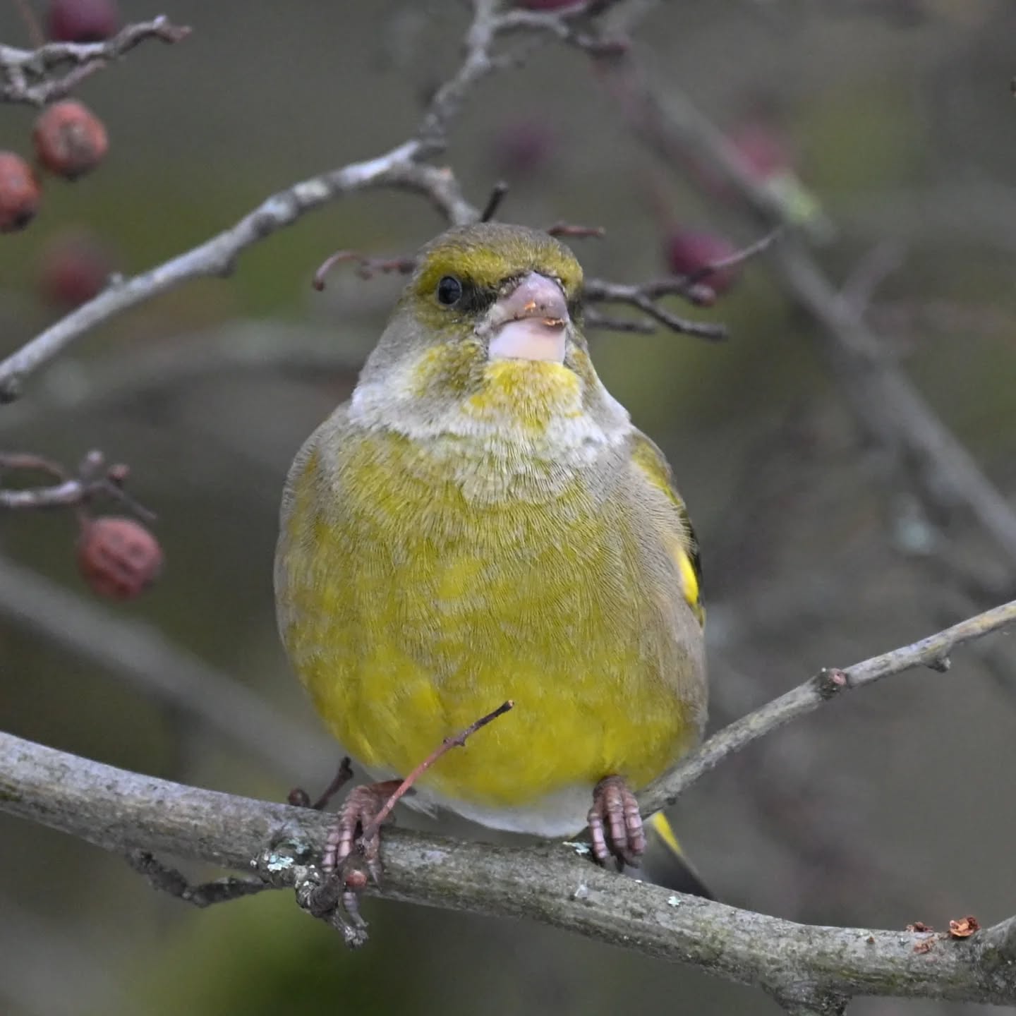 Dzwoniec | European greenfinch

#dzwoniec #ptaki #chlorischloris #europeangreenfinch #birds