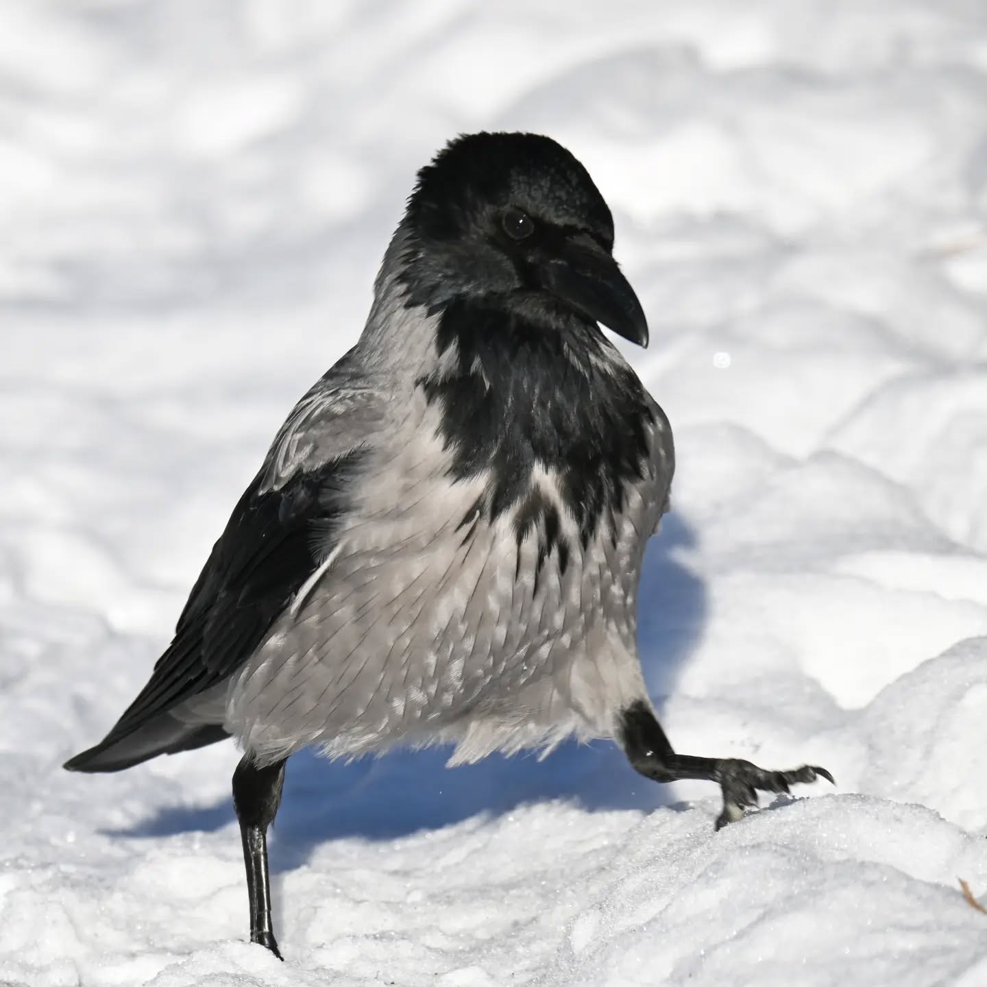 Czujne spojrzenie czy zaufać człowiekowi i bieg po orzecha | A watchful eye: to trust or not to trust? And then, a sprint for the nut

#wronasiwa #ptakizimą #corvuscorone #hoodedcrow #birdsinsnow