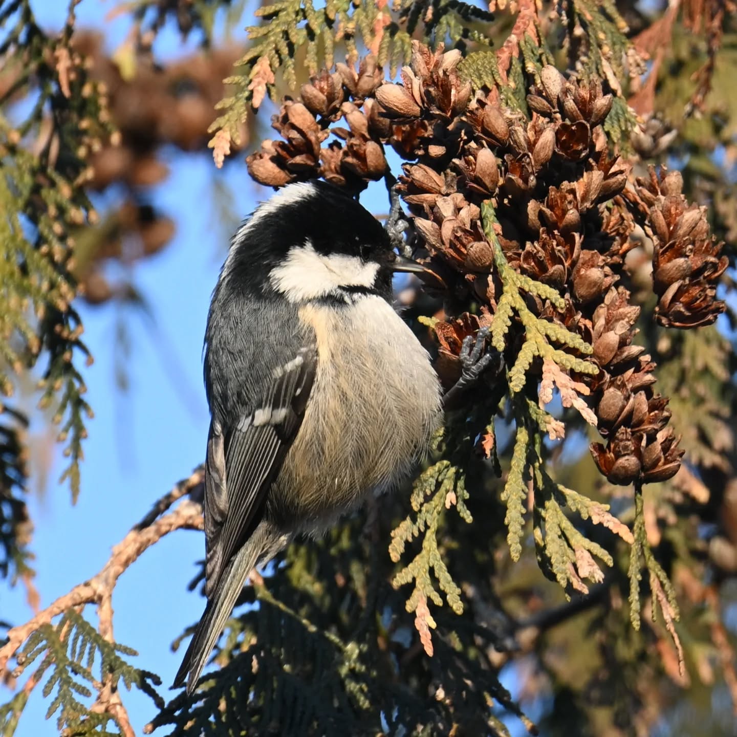 Pracowita sikorka sosnówka, latała z szyszki na szyszkę przerywając to jedynie zajadaniem tego co udało jej się znaleźć. 
A ja gapa stałam pod drzewem z wyciągniętą ręką z orzeszkami sądząc, że na drzewie są bogatki, które w Parku Skaryszewskim znane są z tego, że jedzą z dłoni. No więc tak stałam i stałam, a zapracowane sikorki w ogóle nie były zainteresowane moją obecnością, wtedy dopiero zrozumiałam że mam do czynienia innym gatunkiem sikory ☺️

A busy coal tit was flitting from cone to cone, pausing only to munch on whatever it could find. Meanwhile, silly me, I stood under the tree with my hand full of nuts, thinking they were great tits—which are famous in Skaryszewski Park for eating right out of your hand. So there I stood and stood, while the busy birds couldn't care less about me. Only then did I realize I was dealing with a completely different species!

#sikorasosnówka #sosnówka #periparusaterater #coaltit #birds