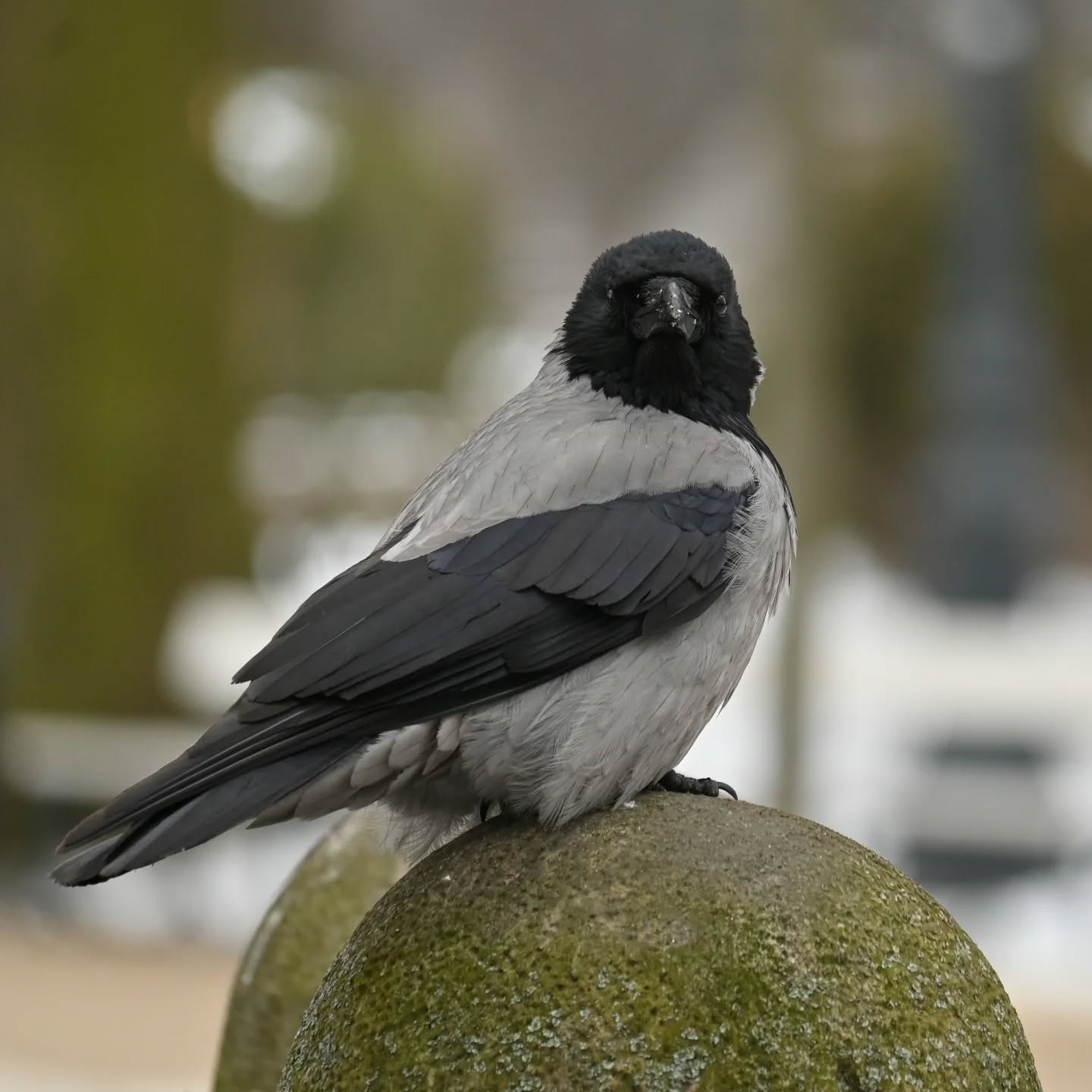 Wrona siwa 

#wronasiwa #ptaki #corvuscorone #hoodedcrow #birds