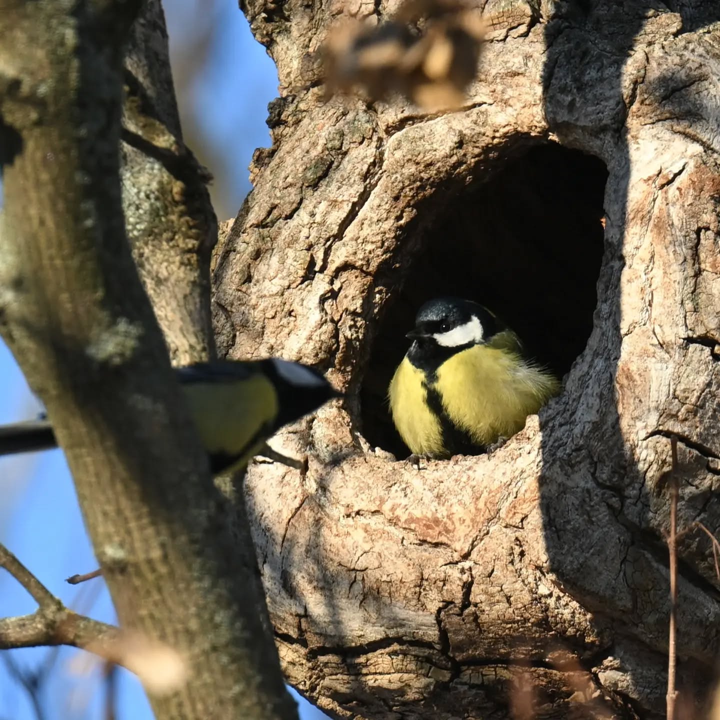 Gospodyni dziupli | Mistress of the tree hole

#sikorabogatka #ptaki #parusmajor #greattit #birds