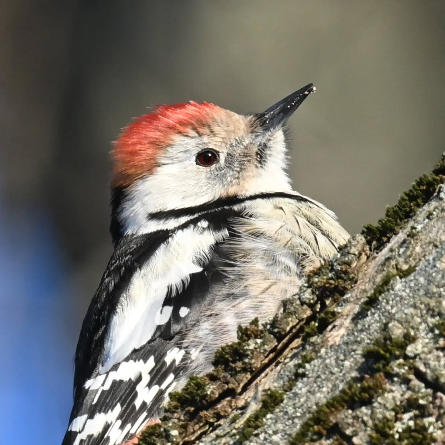 Dziecioł średni (trochę nam zajęła dedukcja żeby odróżnić go od dzięciołka 😊) | Middle spotted woodpecker (it took us a while to tell it apart from the lesser spotted woodpecker)

Edit: Etykieta SI jakby co dodała się przypadkiem, zdjęcie jest jak najbardziej prawdziwym zdjęciem zrobionym w warszawskim Skaryszaku | 
The SI label was added by mistake, by the way. This is a 100% real photo taken at Skaryszak Park in Warsaw.

#dzięciołśredni #dzięcioł #dendrocoptesmedius #middlespottedwoodpecker #woodpecker