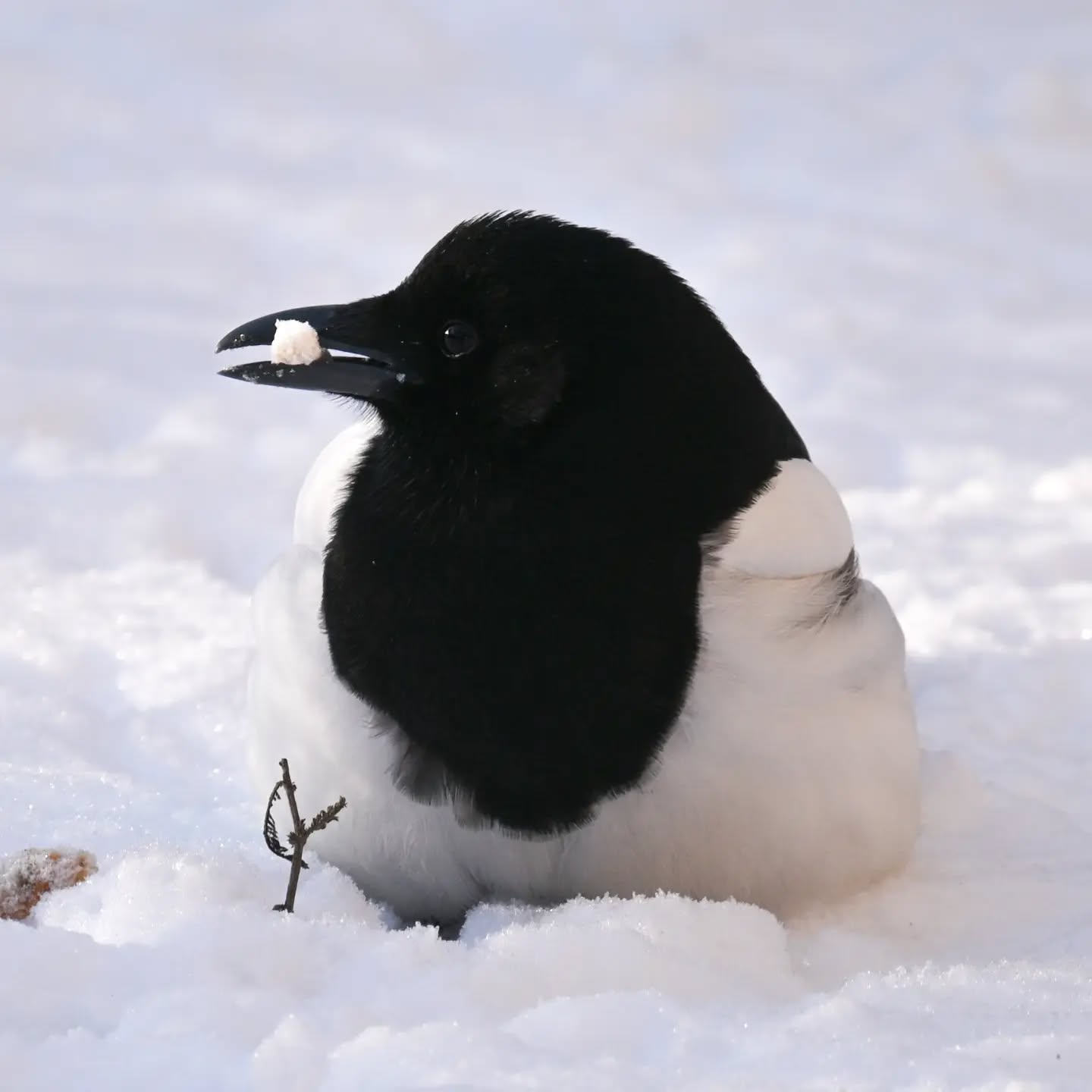 Sroka za zdobyczą w dziobie (prawdopodobnie kawałkiem tłuszczu z któregoś z walców tłuszczowych w okolicy) | Magpie with a catch – likely a bit of suet from a local fat ball

#sroka #ptakizimą #picapica #magpie #birdsinsnow