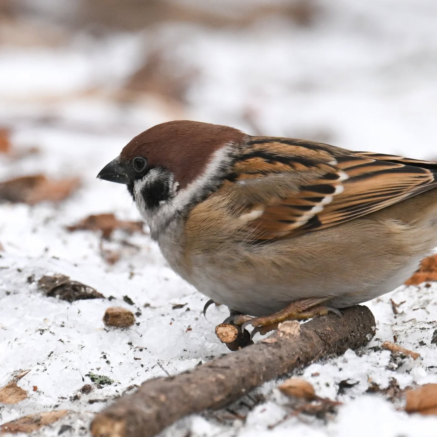 Mazurki z Parku Skaryszewskiego i ich mikroświat | Tree sparrows of Skaryszewski Park and their micro-world

#mazurek #ptakizimą #passermontanus #treesparrow #birdsinsnow