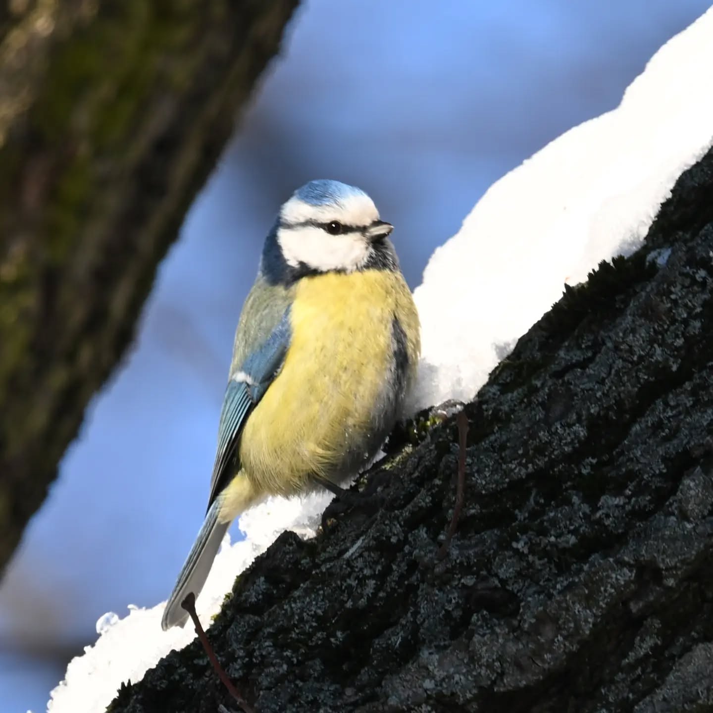 Modraszka | Bluetit

#modraszka #ptakizimą #cyanistescaeruleus #bluetit #birdsinsnow