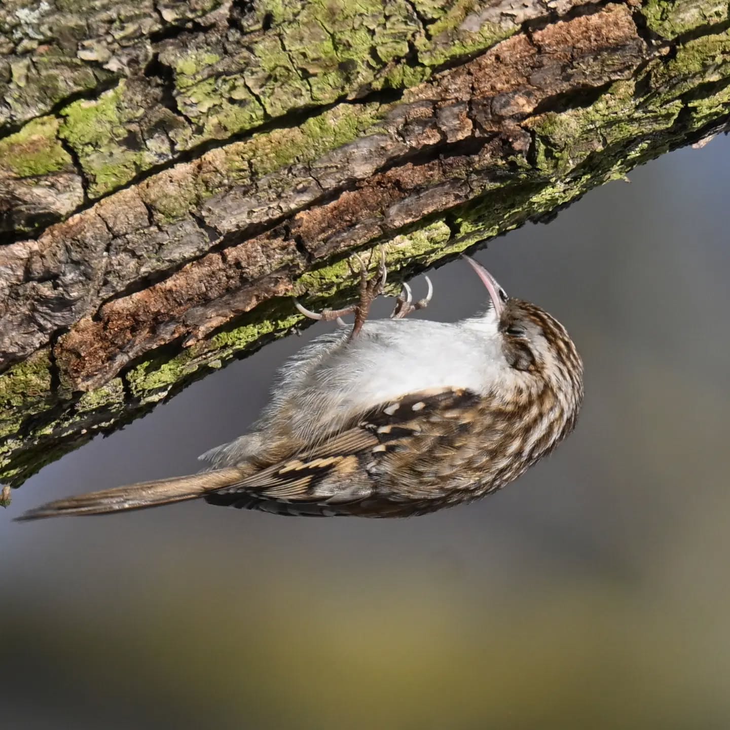 Pełzacz ze Skaryszaka pt.2 - tutaj najwyraźniej wypatrzył coś ciekawego 😊 | The Skaryszak Park creeper, part 2 – apparently he’s spotted something interesting here 😊

#pełzaczogrodowy #ptaki #certhiabrachydactyla #shorttoedtreecreeper #birds