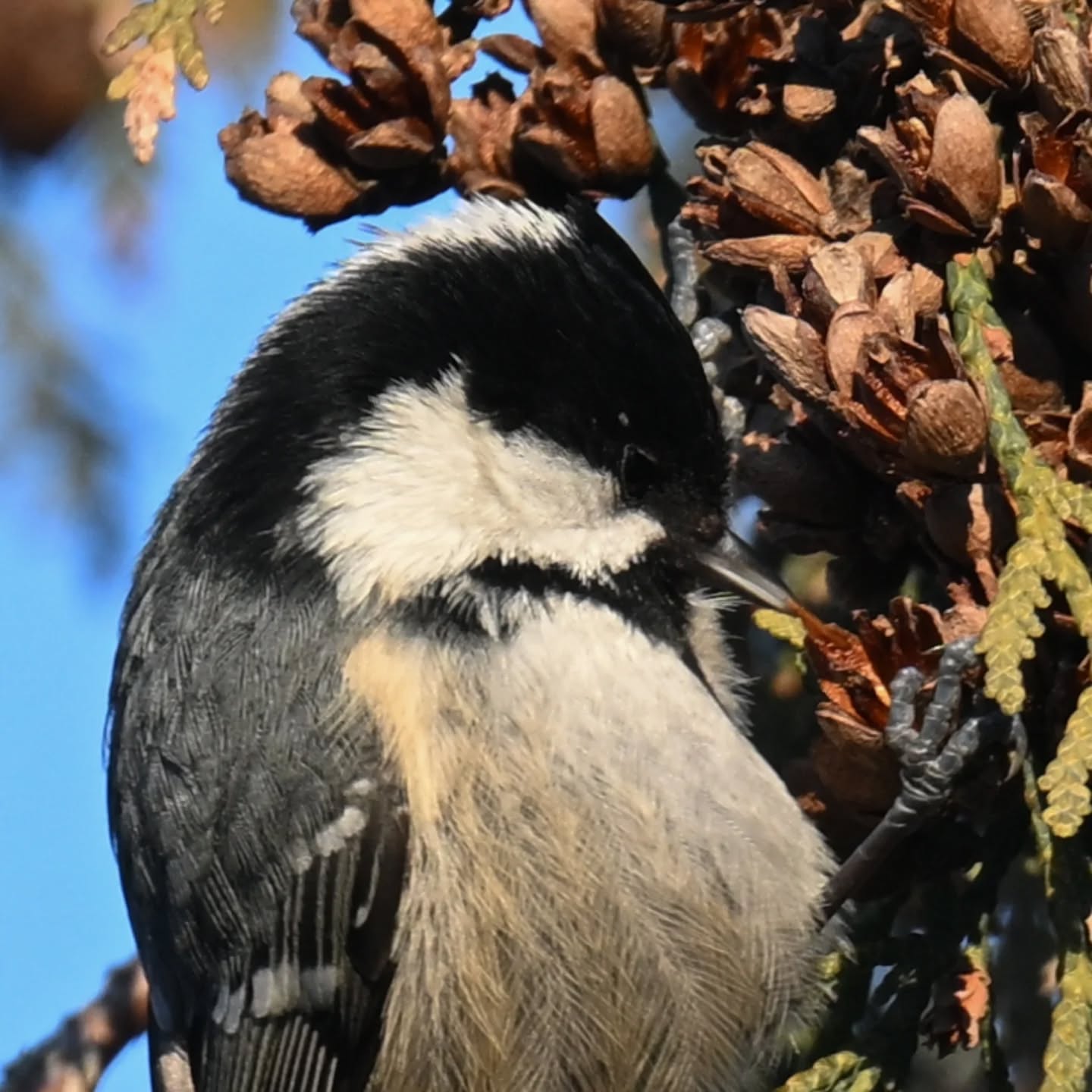 Pracowita sikorka sosnówka, latała z szyszki na szyszkę przerywając to jedynie zajadaniem tego co udało jej się znaleźć. 
A ja gapa stałam pod drzewem z wyciągniętą ręką z orzeszkami sądząc, że na drzewie są bogatki, które w Parku Skaryszewskim znane są z tego, że jedzą z dłoni. No więc tak stałam i stałam, a zapracowane sikorki w ogóle nie były zainteresowane moją obecnością, wtedy dopiero zrozumiałam że mam do czynienia innym gatunkiem sikory ☺️

A busy coal tit was flitting from cone to cone, pausing only to munch on whatever it could find. Meanwhile, silly me, I stood under the tree with my hand full of nuts, thinking they were great tits—which are famous in Skaryszewski Park for eating right out of your hand. So there I stood and stood, while the busy birds couldn't care less about me. Only then did I realize I was dealing with a completely different species!

#sikorasosnówka #sosnówka #periparusaterater #coaltit #birds