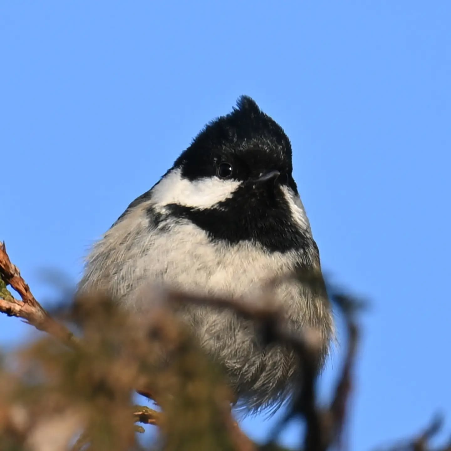 Sosnówka | Coal tit 

#sosnówka #sikorasosnówka #periparusaterater #coaltit #birds