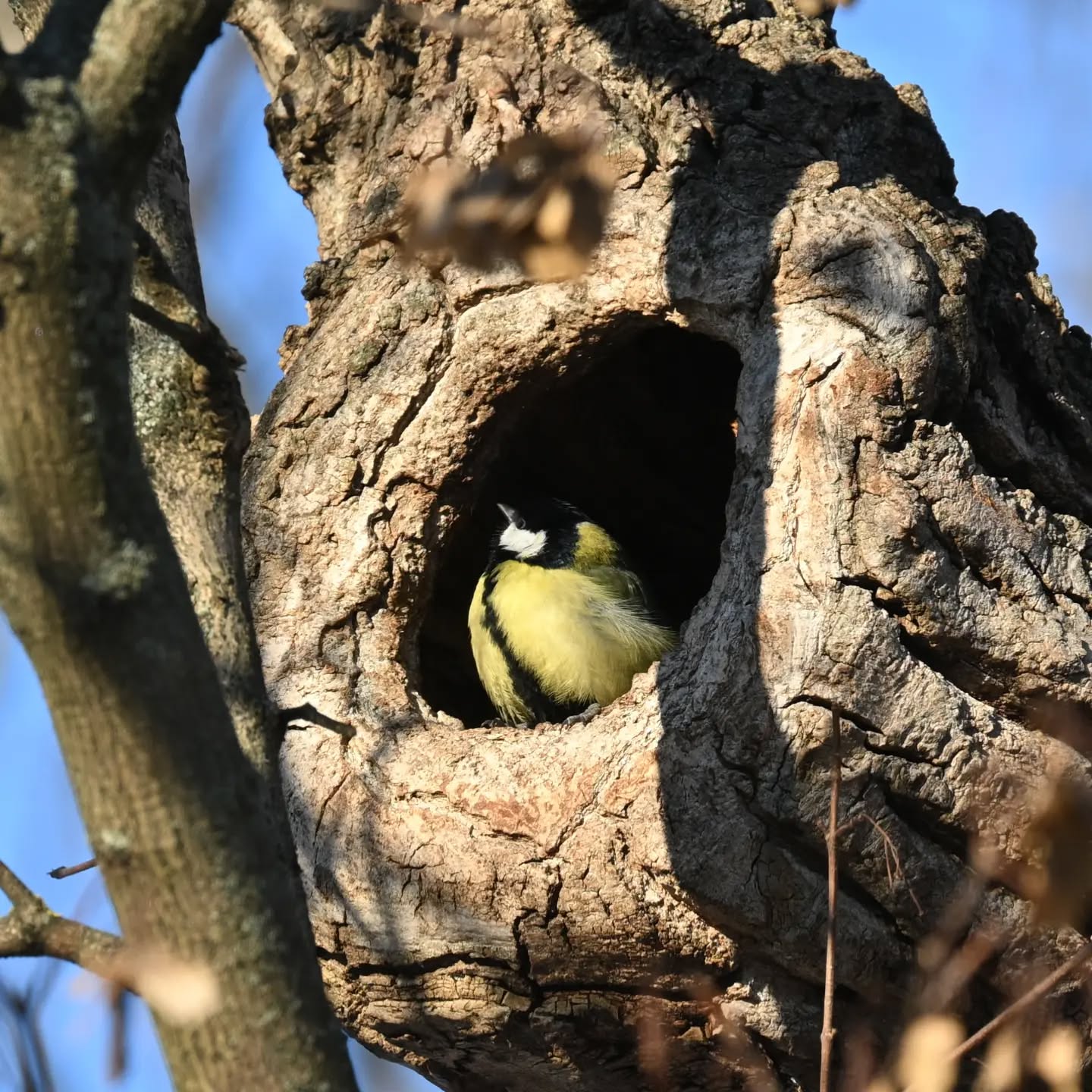 Gospodyni dziupli | Mistress of the tree hole

#sikorabogatka #ptaki #parusmajor #greattit #birds