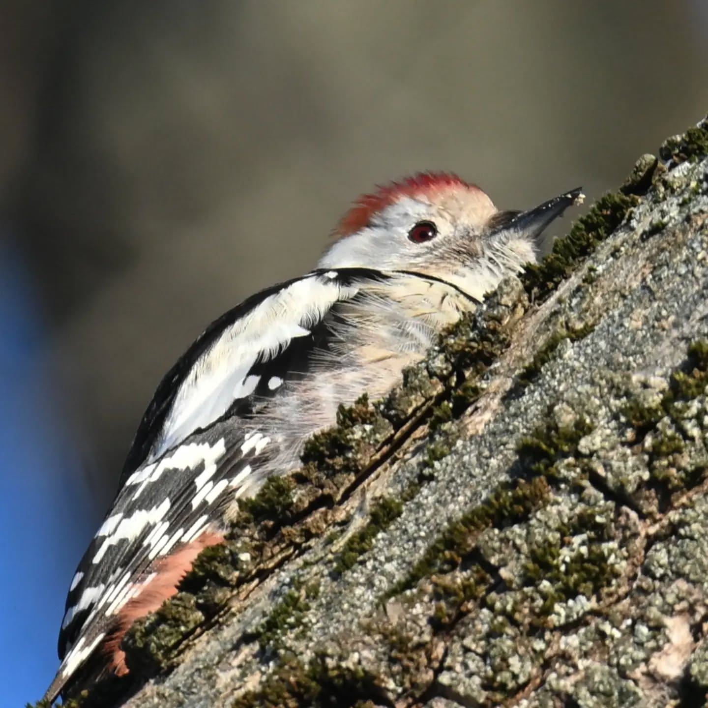 Dziecioł średni (trochę nam zajęła dedukcja żeby odróżnić go od dzięciołka 😊) | Middle spotted woodpecker (it took us a while to tell it apart from the lesser spotted woodpecker)

Edit: Etykieta SI jakby co dodała się przypadkiem, zdjęcie jest jak najbardziej prawdziwym zdjęciem zrobionym w warszawskim Skaryszaku | 
The SI label was added by mistake, by the way. This is a 100% real photo taken at Skaryszak Park in Warsaw.

#dzięciołśredni #dzięcioł #dendrocoptesmedius #middlespottedwoodpecker #woodpecker