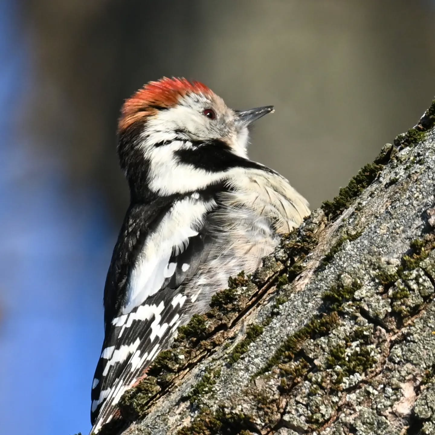 Dziecioł średni (trochę nam zajęła dedukcja żeby odróżnić go od dzięciołka 😊) | Middle spotted woodpecker (it took us a while to tell it apart from the lesser spotted woodpecker)

Edit: Etykieta SI jakby co dodała się przypadkiem, zdjęcie jest jak najbardziej prawdziwym zdjęciem zrobionym w warszawskim Skaryszaku | 
The SI label was added by mistake, by the way. This is a 100% real photo taken at Skaryszak Park in Warsaw.

#dzięciołśredni #dzięcioł #dendrocoptesmedius #middlespottedwoodpecker #woodpecker