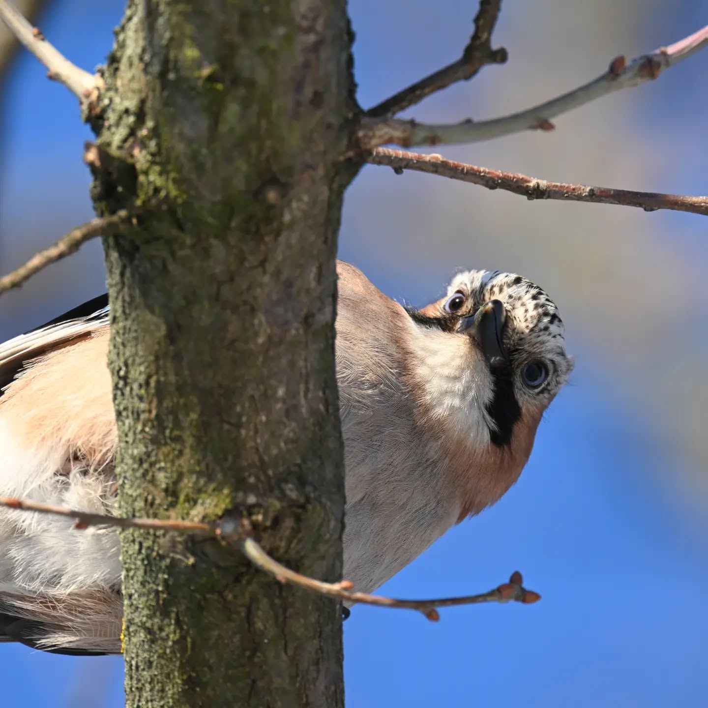 Dzień dobry, tu sójka, masz orzecha? | Hello, Jay here, got any nuts?

#sójka #ptakizimą #garrulusglandarius #eurasianjay #winterbirds