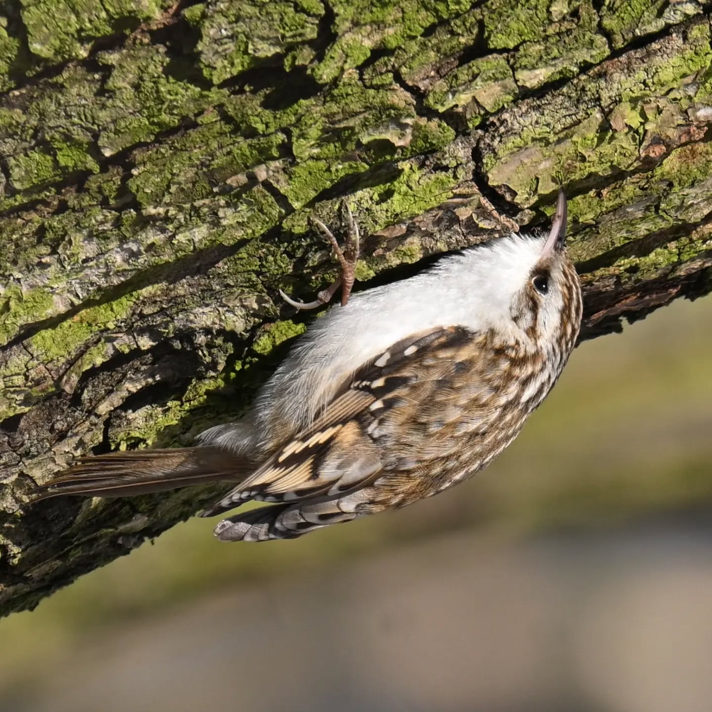 Pełzacza nie obowiązuje grawitacja | Gravity does not apply to the treecreeper

#pełzaczogrodowy #ptaki #certhiabrachydactyla #treecreeper #birds