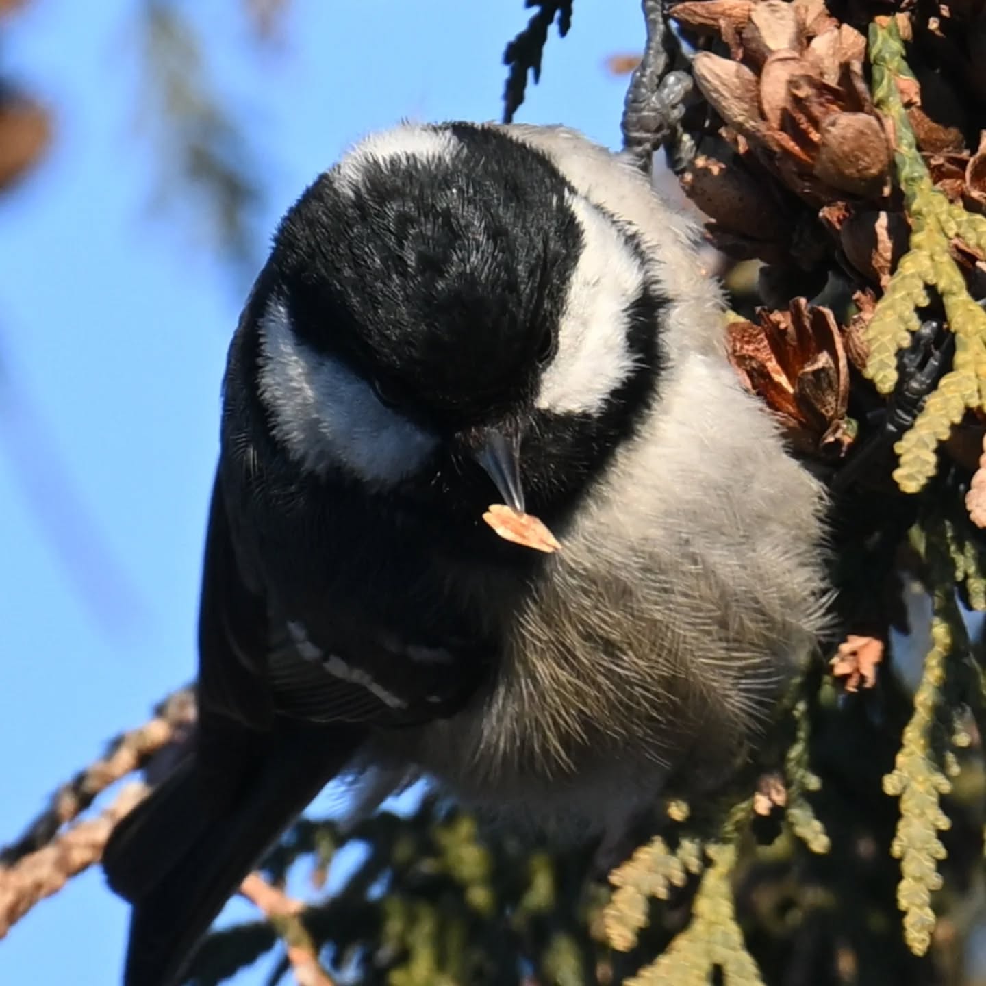 Pracowita sikorka sosnówka, latała z szyszki na szyszkę przerywając to jedynie zajadaniem tego co udało jej się znaleźć. 
A ja gapa stałam pod drzewem z wyciągniętą ręką z orzeszkami sądząc, że na drzewie są bogatki, które w Parku Skaryszewskim znane są z tego, że jedzą z dłoni. No więc tak stałam i stałam, a zapracowane sikorki w ogóle nie były zainteresowane moją obecnością, wtedy dopiero zrozumiałam że mam do czynienia innym gatunkiem sikory ☺️

A busy coal tit was flitting from cone to cone, pausing only to munch on whatever it could find. Meanwhile, silly me, I stood under the tree with my hand full of nuts, thinking they were great tits—which are famous in Skaryszewski Park for eating right out of your hand. So there I stood and stood, while the busy birds couldn't care less about me. Only then did I realize I was dealing with a completely different species!

#sikorasosnówka #sosnówka #periparusaterater #coaltit #birds