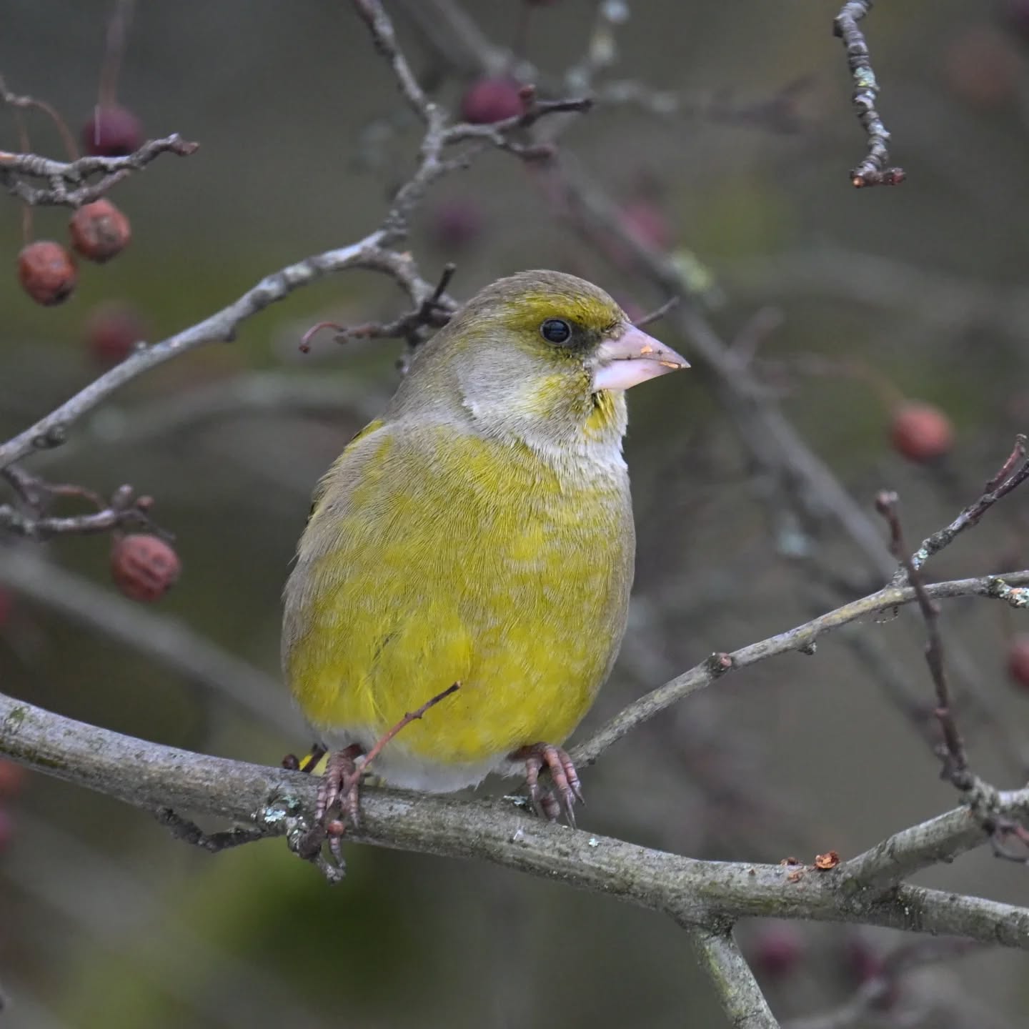 Dzwoniec | European greenfinch

#dzwoniec #ptaki #chlorischloris #europeangreenfinch #birds