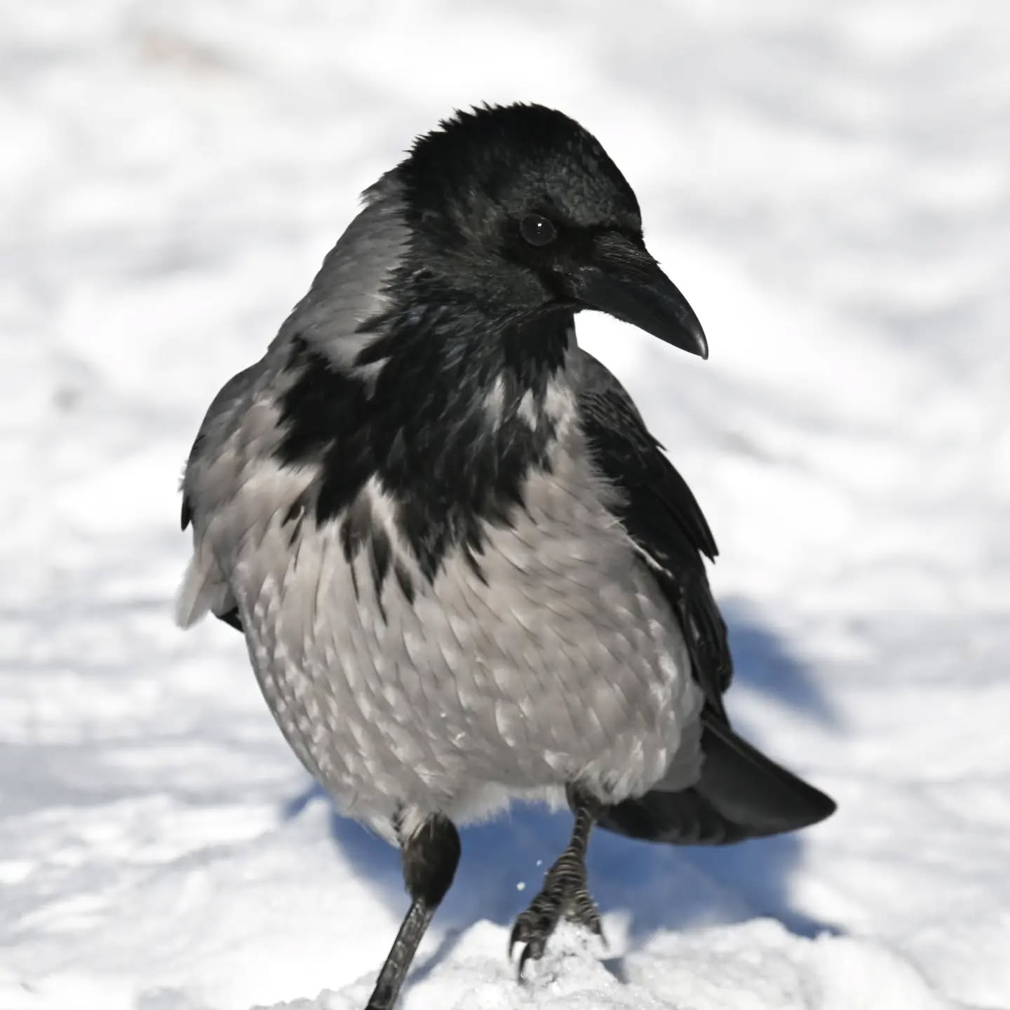 Czujne spojrzenie czy zaufać człowiekowi i bieg po orzecha | A watchful eye: to trust or not to trust? And then, a sprint for the nut

#wronasiwa #ptakizimą #corvuscorone #hoodedcrow #birdsinsnow