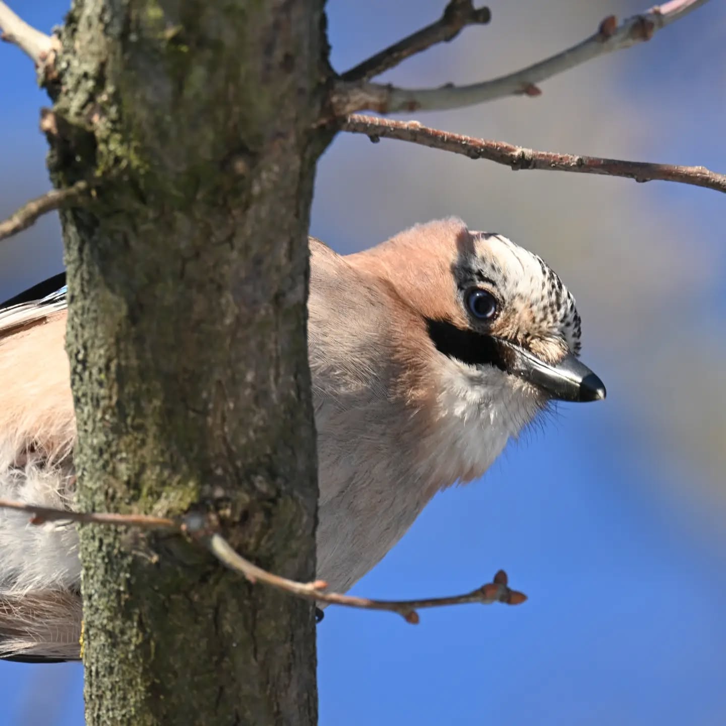 Dzień dobry, tu sójka, masz orzecha? | Hello, Jay here, got any nuts?

#sójka #ptakizimą #garrulusglandarius #eurasianjay #winterbirds