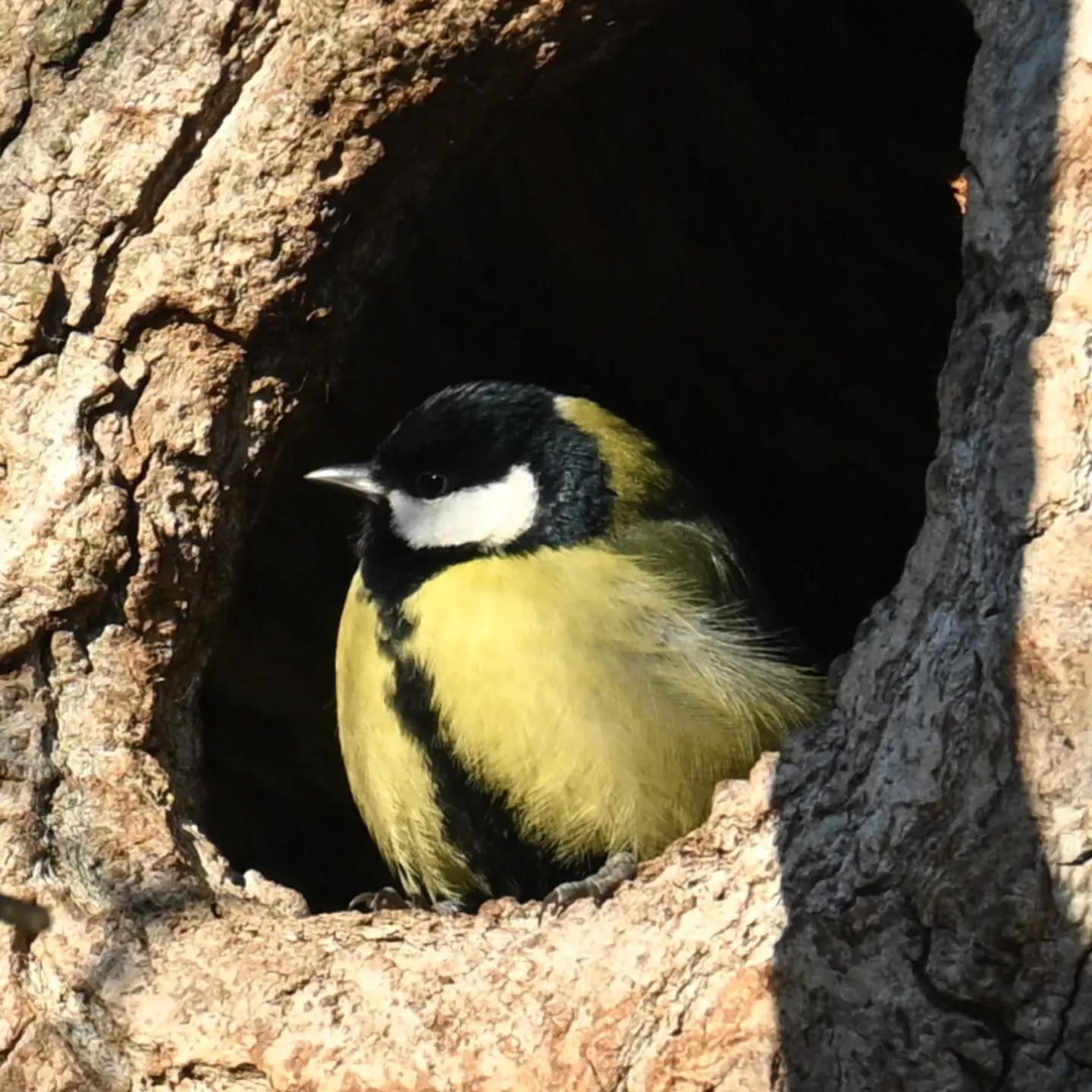 Gospodyni dziupli | Mistress of the tree hole

#sikorabogatka #ptaki #parusmajor #greattit #birds