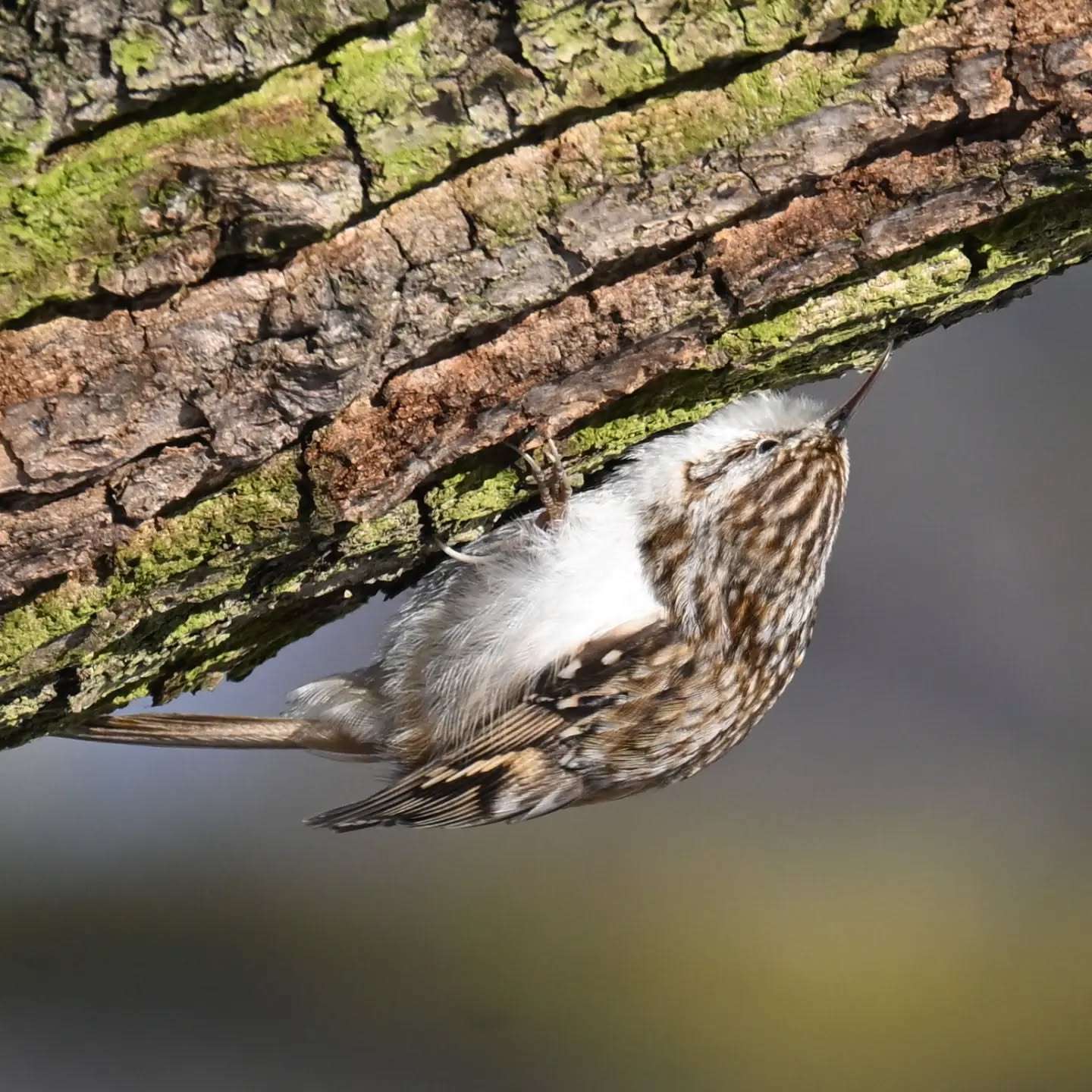 Pełzacz ze Skaryszaka pt.2 - tutaj najwyraźniej wypatrzył coś ciekawego 😊 | The Skaryszak Park creeper, part 2 – apparently he’s spotted something interesting here 😊

#pełzaczogrodowy #ptaki #certhiabrachydactyla #shorttoedtreecreeper #birds