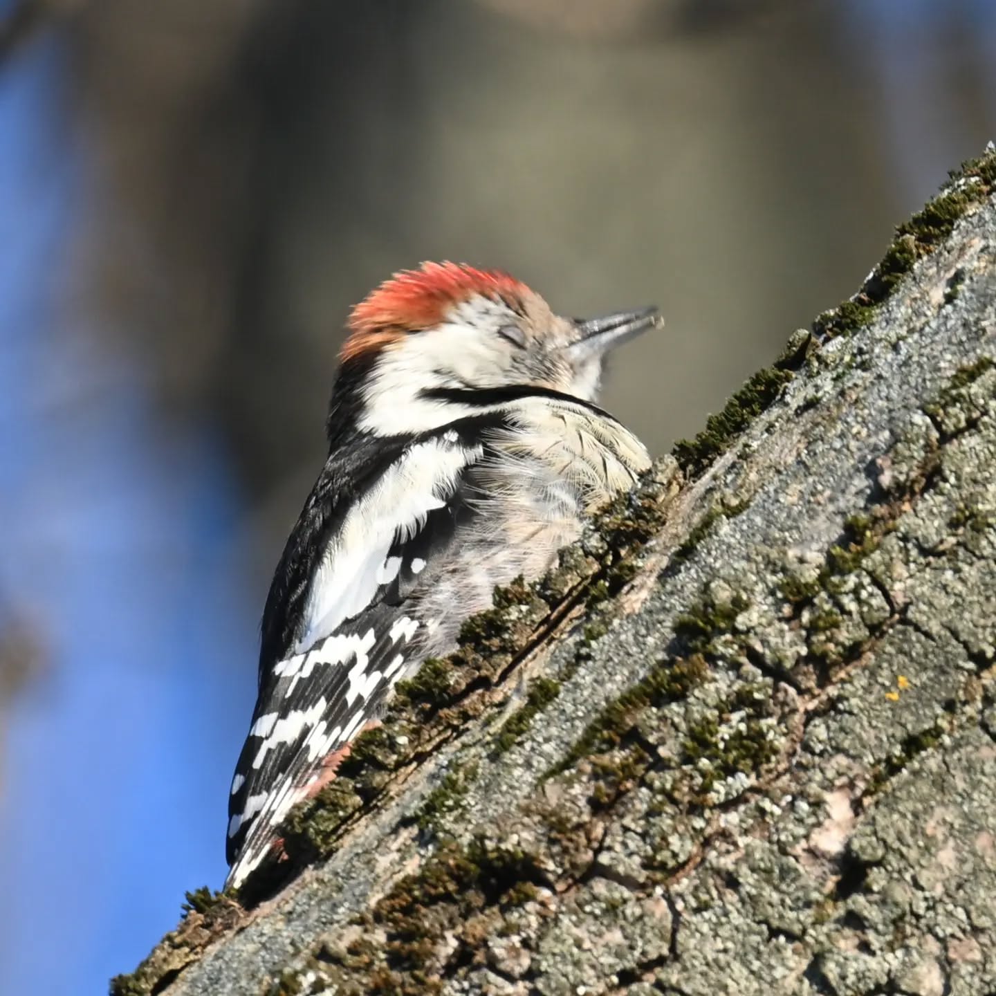 Dziecioł średni (trochę nam zajęła dedukcja żeby odróżnić go od dzięciołka 😊) | Middle spotted woodpecker (it took us a while to tell it apart from the lesser spotted woodpecker)

Edit: Etykieta SI jakby co dodała się przypadkiem, zdjęcie jest jak najbardziej prawdziwym zdjęciem zrobionym w warszawskim Skaryszaku | 
The SI label was added by mistake, by the way. This is a 100% real photo taken at Skaryszak Park in Warsaw.

#dzięciołśredni #dzięcioł #dendrocoptesmedius #middlespottedwoodpecker #woodpecker