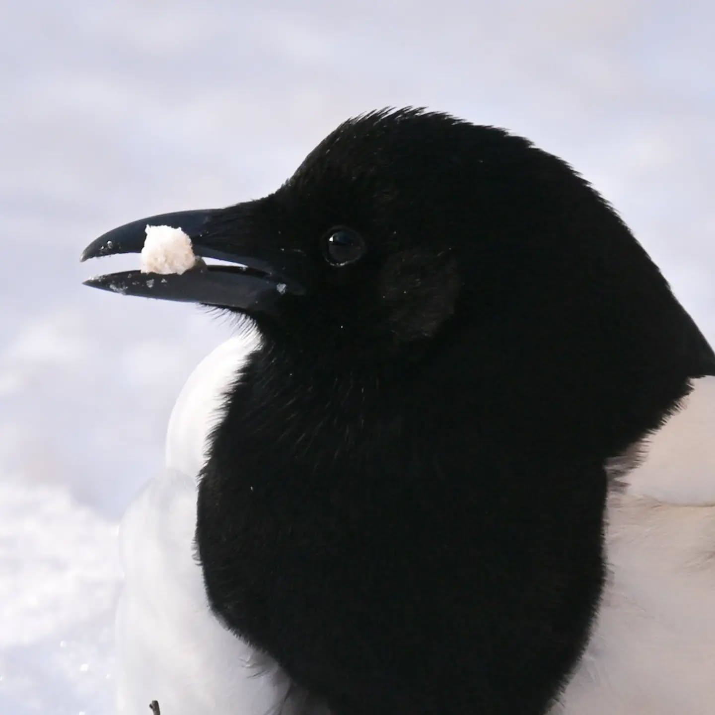 Sroka za zdobyczą w dziobie (prawdopodobnie kawałkiem tłuszczu z któregoś z walców tłuszczowych w okolicy) | Magpie with a catch – likely a bit of suet from a local fat ball

#sroka #ptakizimą #picapica #magpie #birdsinsnow