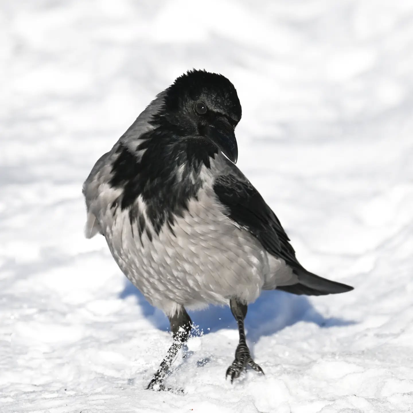 Czujne spojrzenie czy zaufać człowiekowi i bieg po orzecha | A watchful eye: to trust or not to trust? And then, a sprint for the nut

#wronasiwa #ptakizimą #corvuscorone #hoodedcrow #birdsinsnow