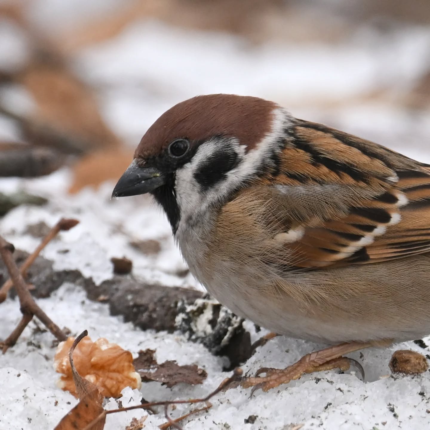 Mazurki z Parku Skaryszewskiego i ich mikroświat | Tree sparrows of Skaryszewski Park and their micro-world

#mazurek #ptakizimą #passermontanus #treesparrow #birdsinsnow