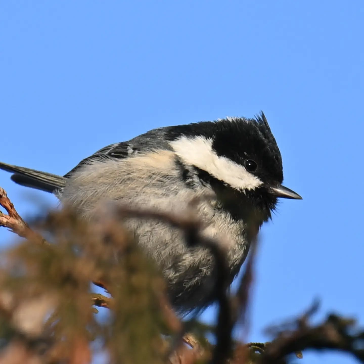 Sosnówka | Coal tit 

#sosnówka #sikorasosnówka #periparusaterater #coaltit #birds