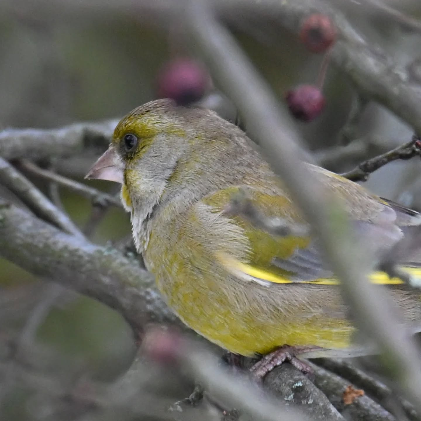 Dzwoniec | European greenfinch

#dzwoniec #ptaki #chlorischloris #europeangreenfinch #birds