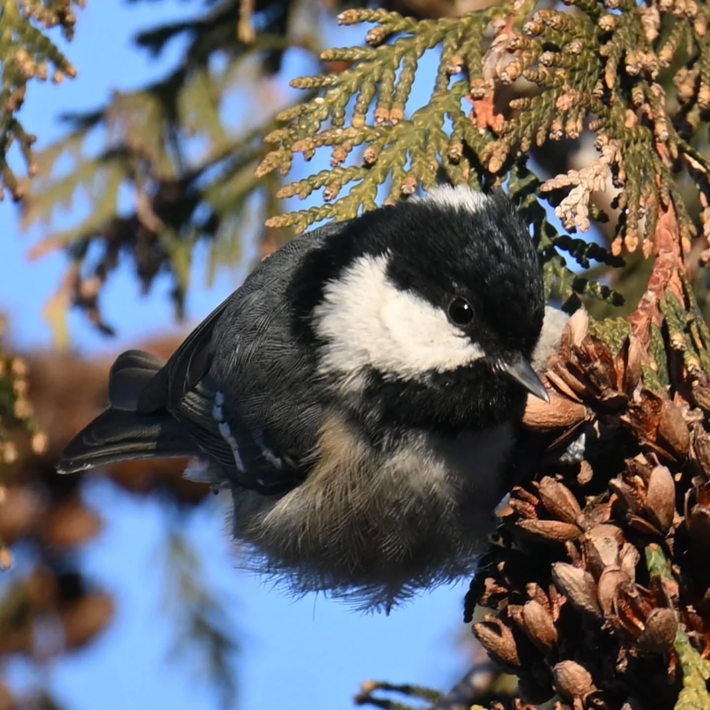 Pracowita sikorka sosnówka, latała z szyszki na szyszkę przerywając to jedynie zajadaniem tego co udało jej się znaleźć. 
A ja gapa stałam pod drzewem z wyciągniętą ręką z orzeszkami sądząc, że na drzewie są bogatki, które w Parku Skaryszewskim znane są z tego, że jedzą z dłoni. No więc tak stałam i stałam, a zapracowane sikorki w ogóle nie były zainteresowane moją obecnością, wtedy dopiero zrozumiałam że mam do czynienia innym gatunkiem sikory ☺️

A busy coal tit was flitting from cone to cone, pausing only to munch on whatever it could find. Meanwhile, silly me, I stood under the tree with my hand full of nuts, thinking they were great tits—which are famous in Skaryszewski Park for eating right out of your hand. So there I stood and stood, while the busy birds couldn't care less about me. Only then did I realize I was dealing with a completely different species!

#sikorasosnówka #sosnówka #periparusaterater #coaltit #birds
