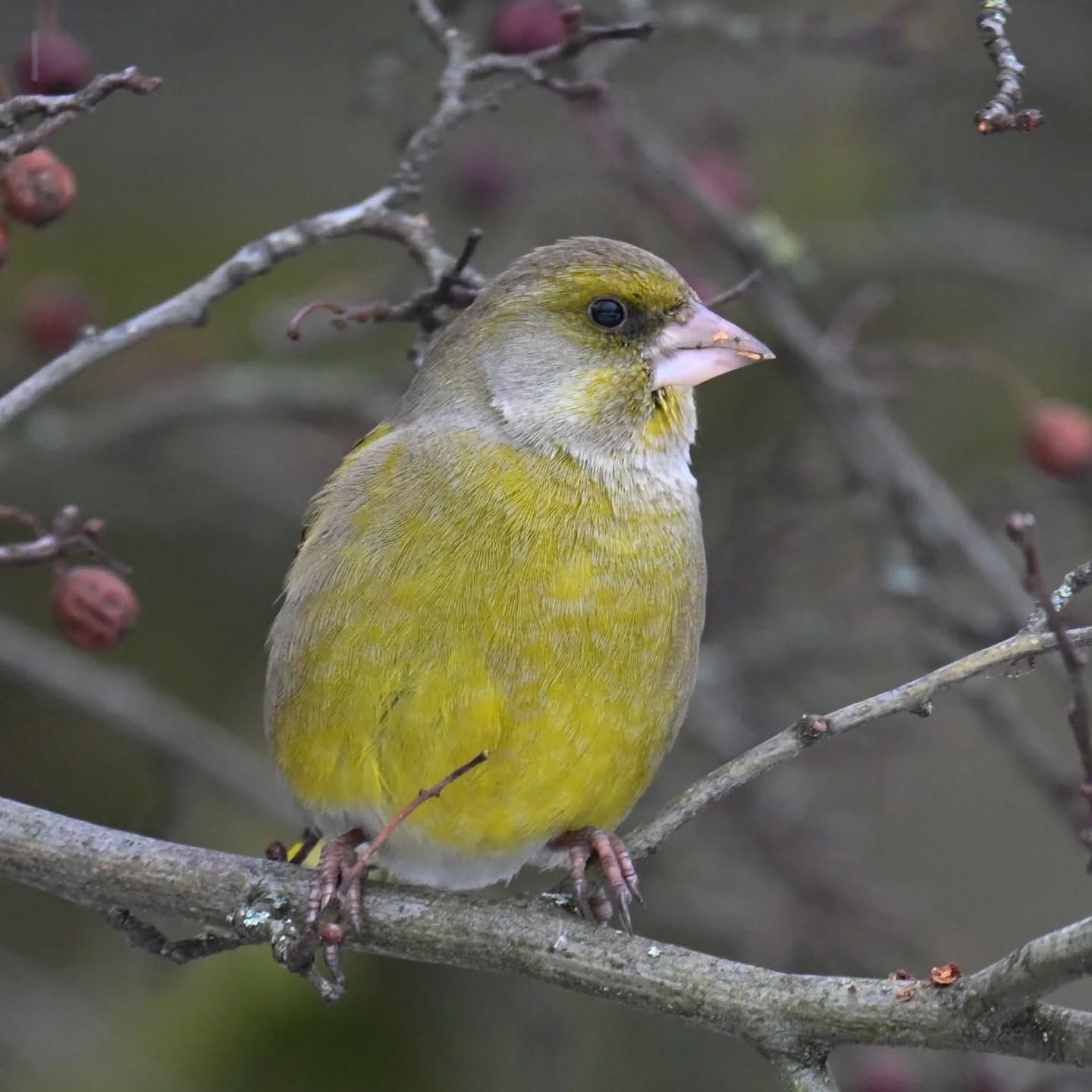 Dzwoniec | European greenfinch

#dzwoniec #ptaki #chlorischloris #europeangreenfinch #birds