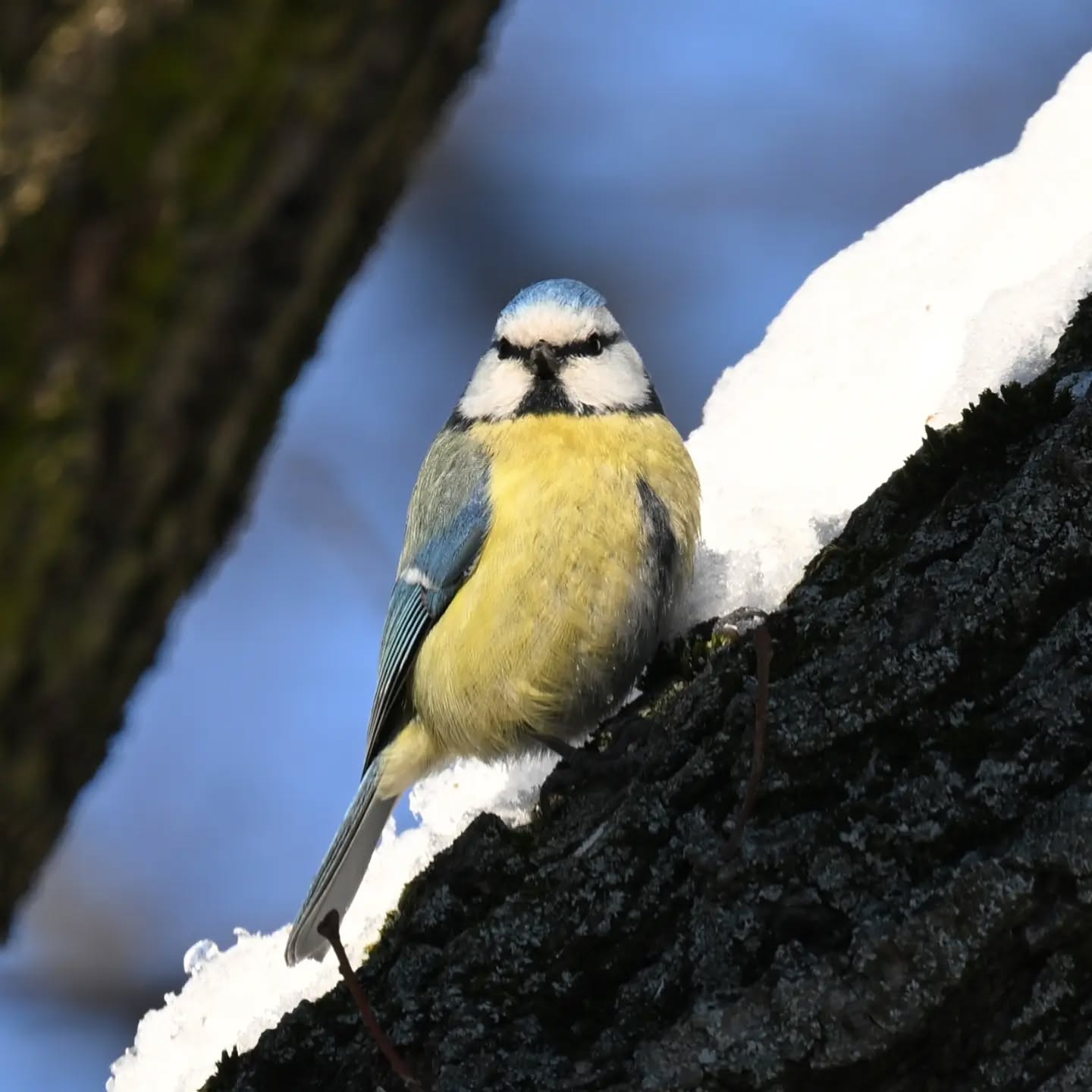 Modraszka | Bluetit

#modraszka #ptakizimą #cyanistescaeruleus #bluetit #birdsinsnow