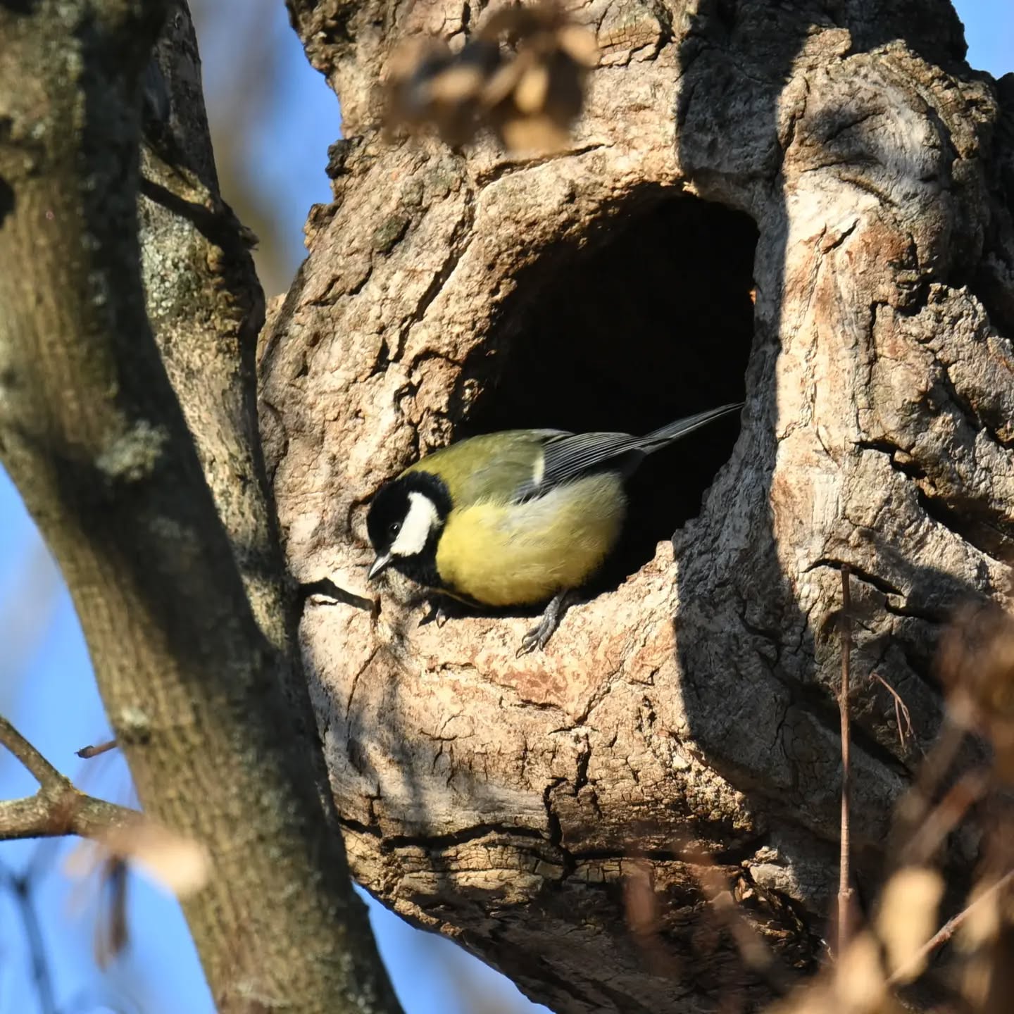 Gospodyni dziupli | Mistress of the tree hole

#sikorabogatka #ptaki #parusmajor #greattit #birds