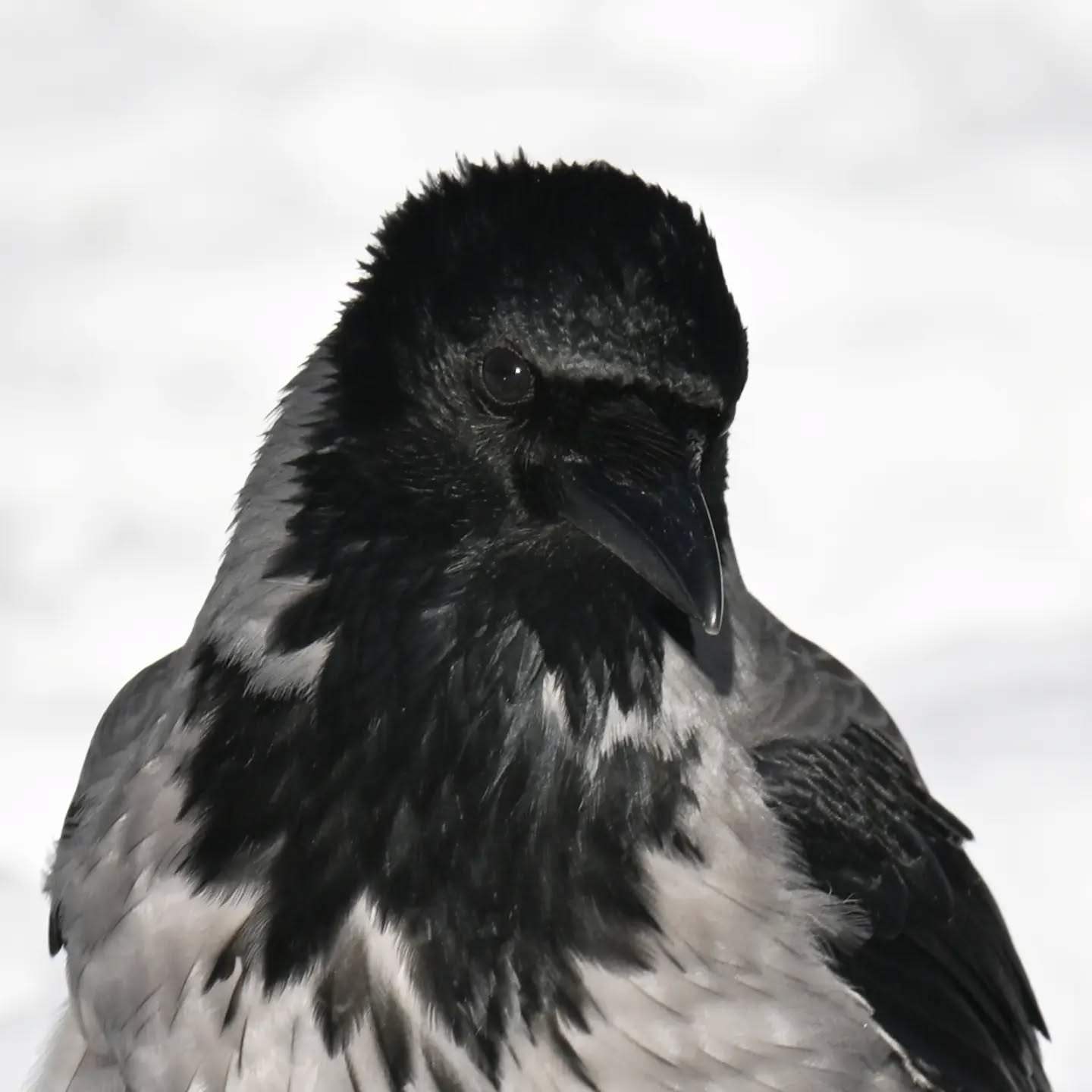 Czujne spojrzenie czy zaufać człowiekowi i bieg po orzecha | A watchful eye: to trust or not to trust? And then, a sprint for the nut

#wronasiwa #ptakizimą #corvuscorone #hoodedcrow #birdsinsnow
