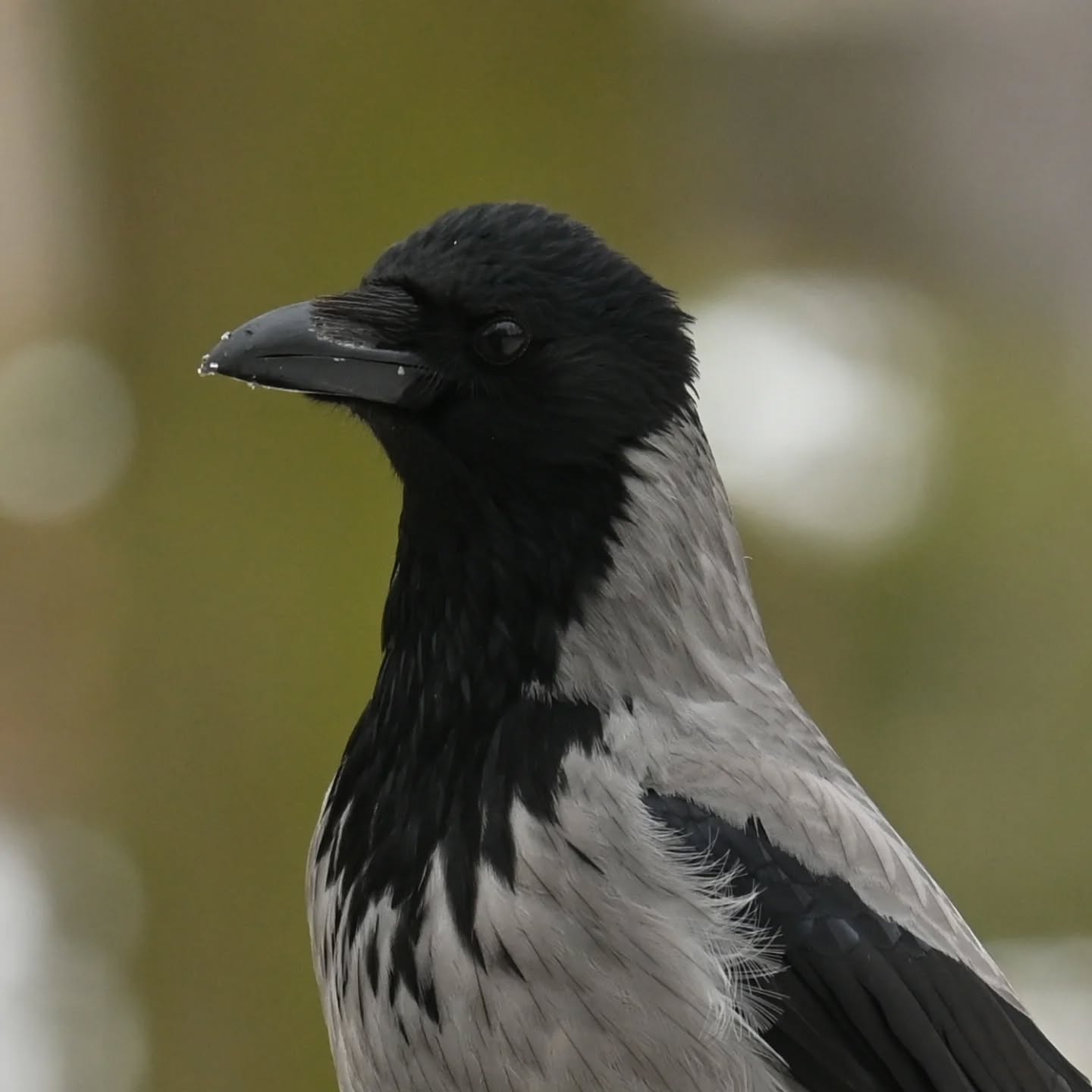 Wrona siwa 

#wronasiwa #ptaki #corvuscorone #hoodedcrow #birds