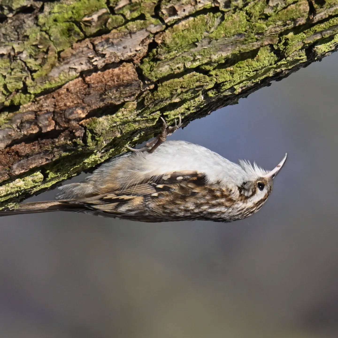 Pełzacza nie obowiązuje grawitacja | Gravity does not apply to the treecreeper

#pełzaczogrodowy #ptaki #certhiabrachydactyla #treecreeper #birds