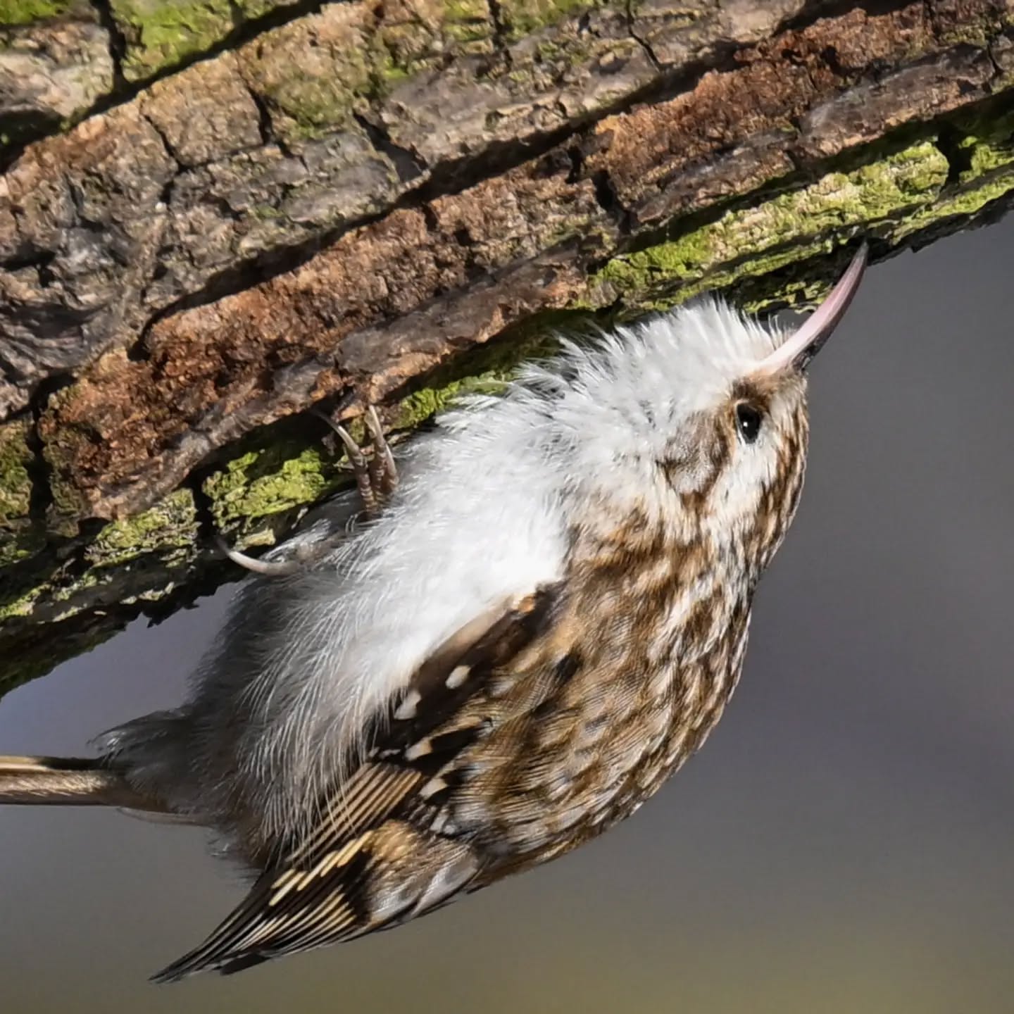 Pełzacz ze Skaryszaka pt.2 - tutaj najwyraźniej wypatrzył coś ciekawego 😊 | The Skaryszak Park creeper, part 2 – apparently he’s spotted something interesting here 😊

#pełzaczogrodowy #ptaki #certhiabrachydactyla #shorttoedtreecreeper #birds