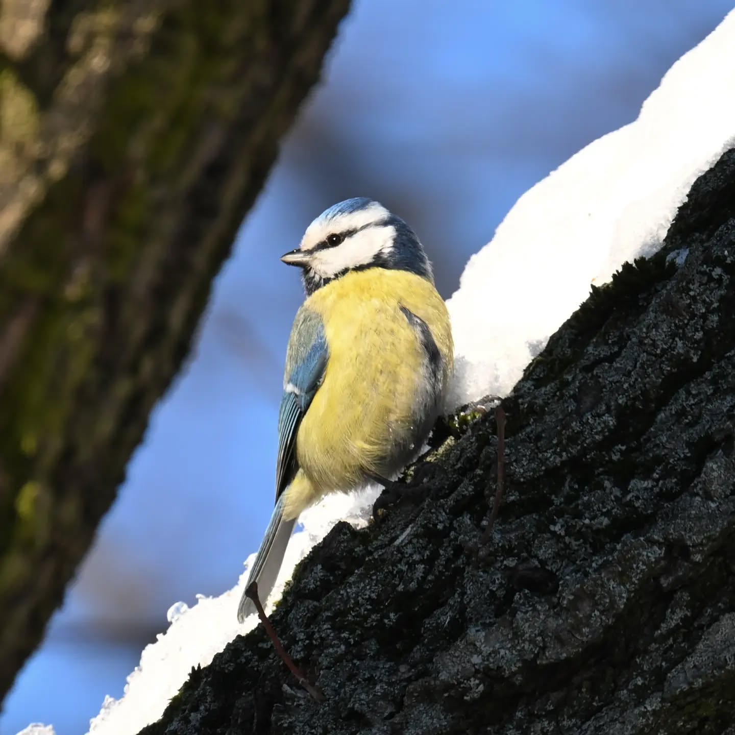 Modraszka | Bluetit

#modraszka #ptakizimą #cyanistescaeruleus #bluetit #birdsinsnow