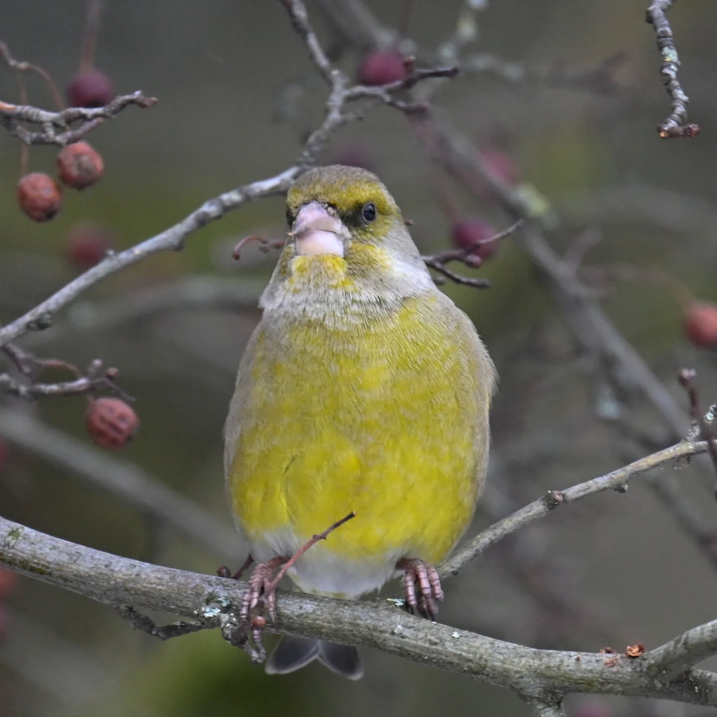 Dzwoniec | European greenfinch

#dzwoniec #ptaki #chlorischloris #europeangreenfinch #birds